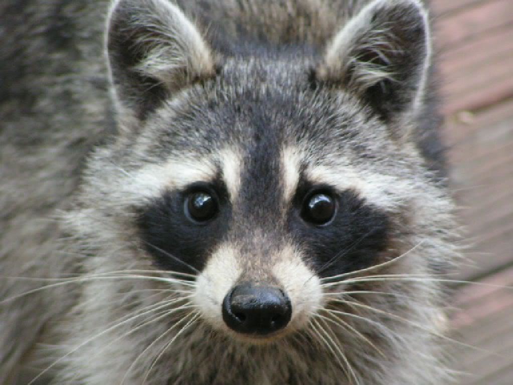 Who knew raccoons were so cute? (not my picture)