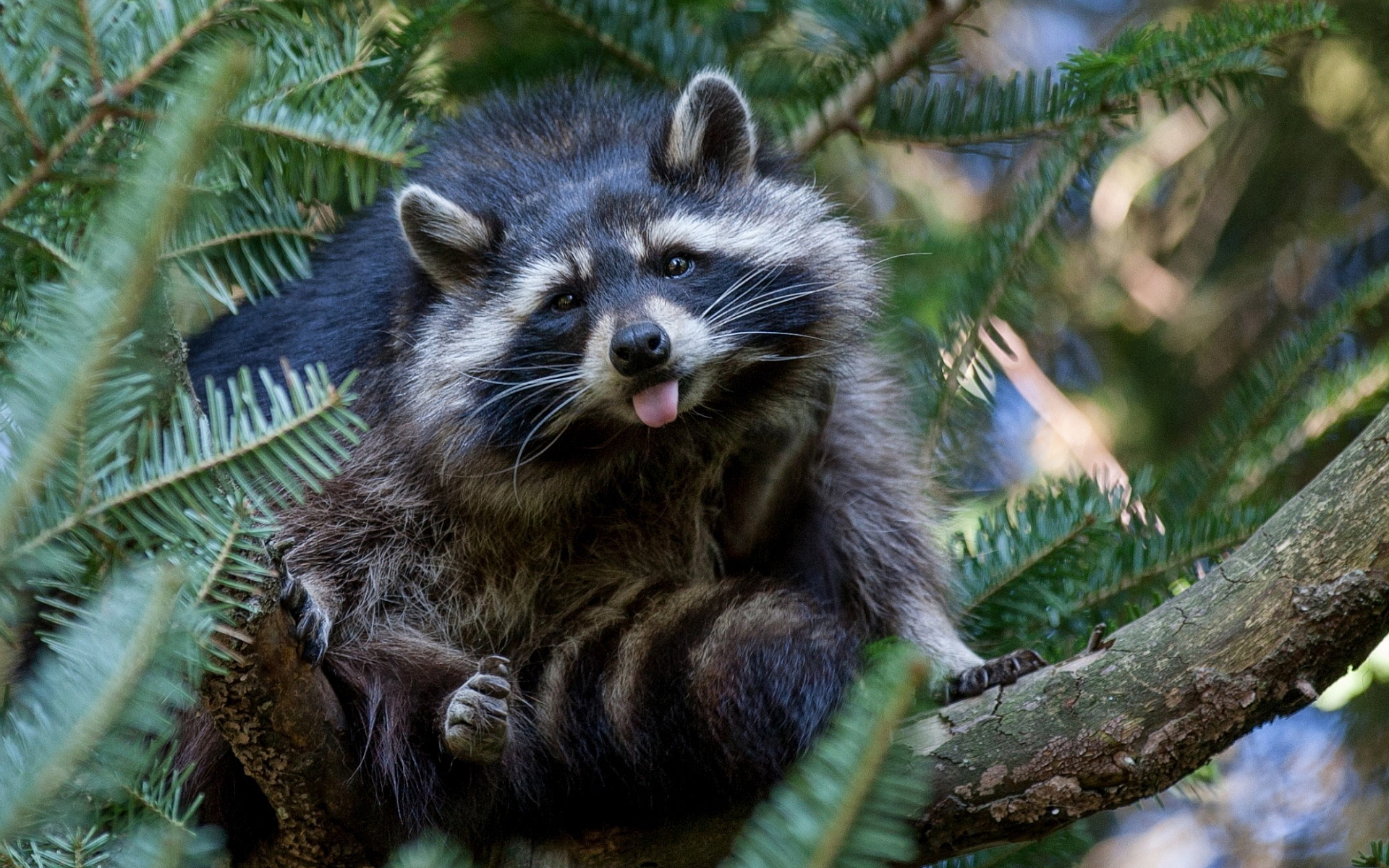Raccoon show tongue