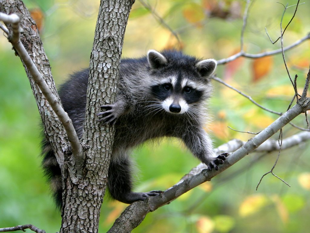 Racoons on tree
