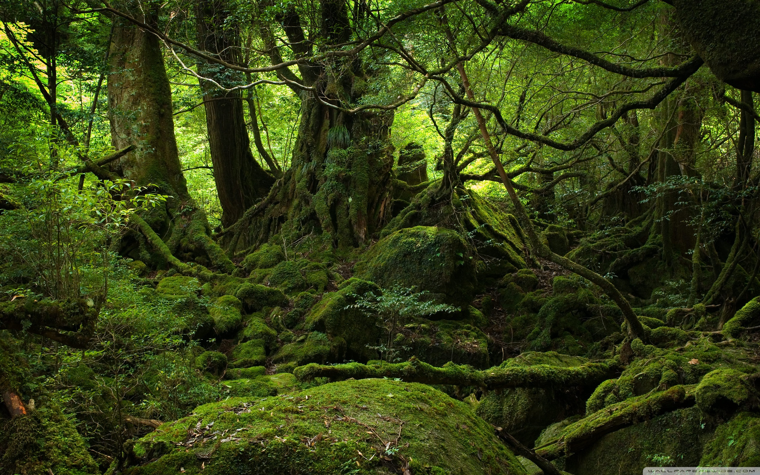 rainforest-wallpaper-2560x1600-70712