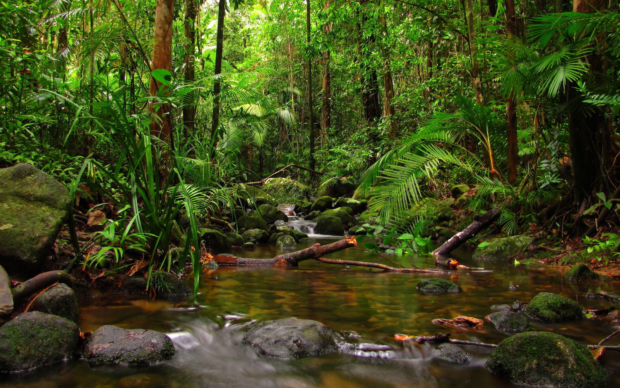 HD Rainforest Wallpaper