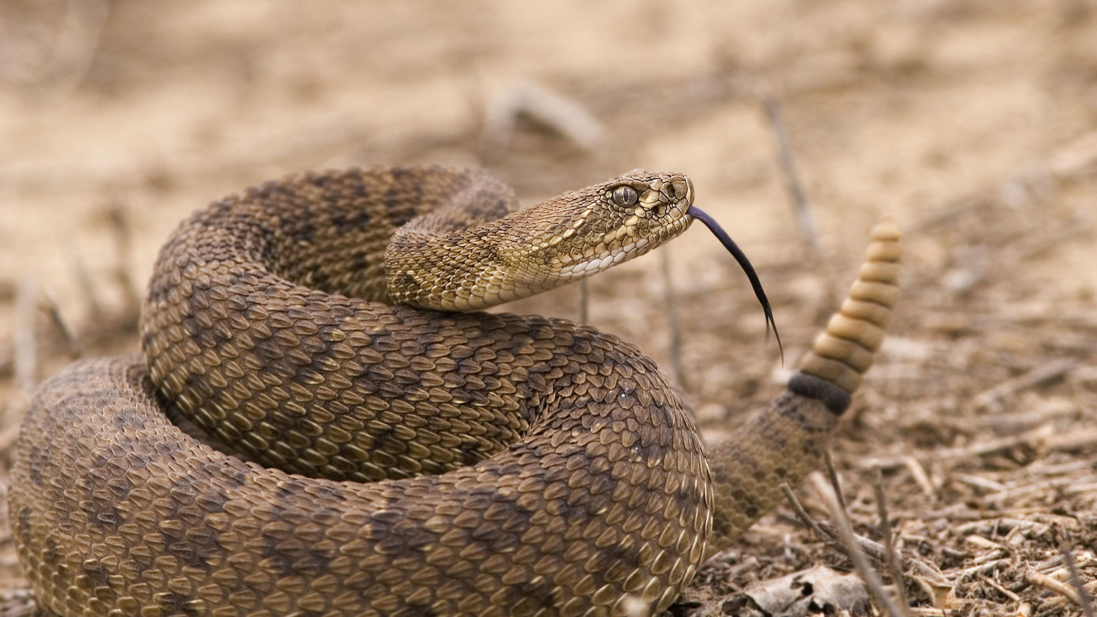 Rattlesnake Pictures