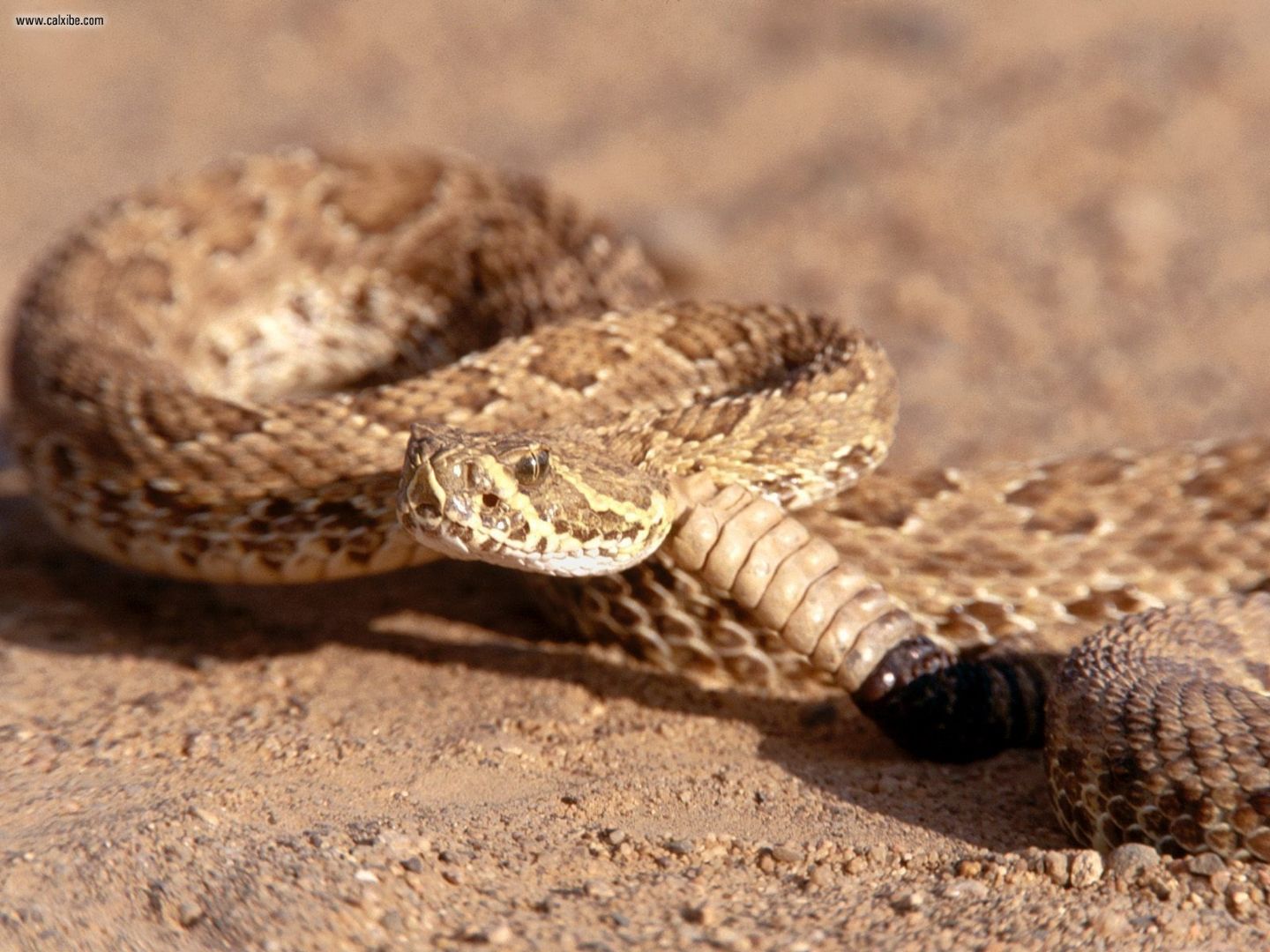 Rattlesnake Pictures HD