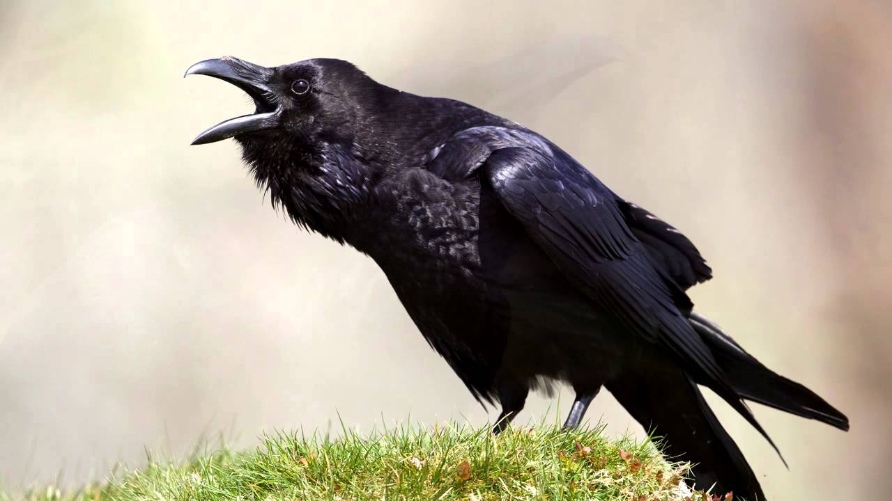 Raven ~ bird call