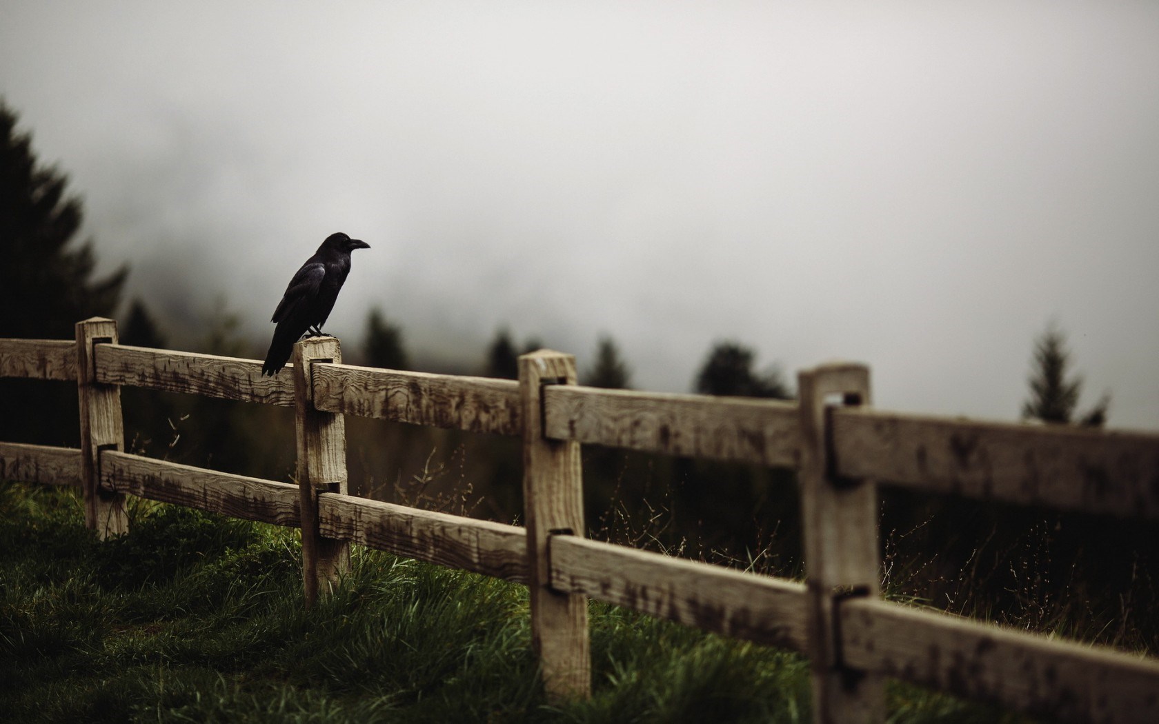 Raven Bird Fence