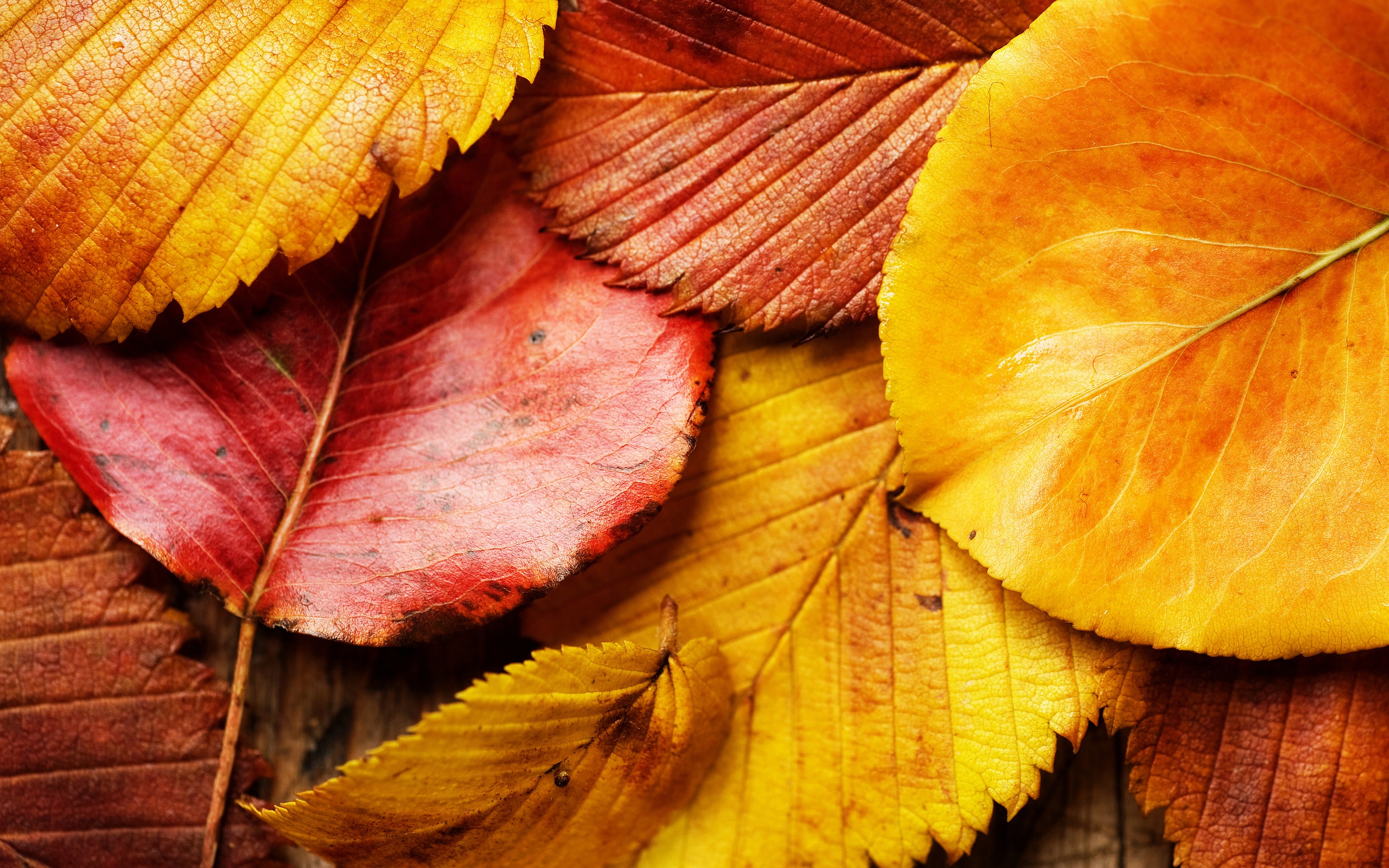 Red and Yellow Leaves Wallpaper
