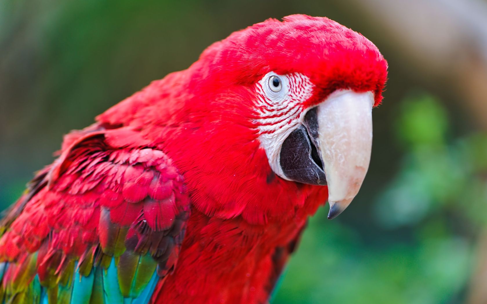 Red Macaw Parrot