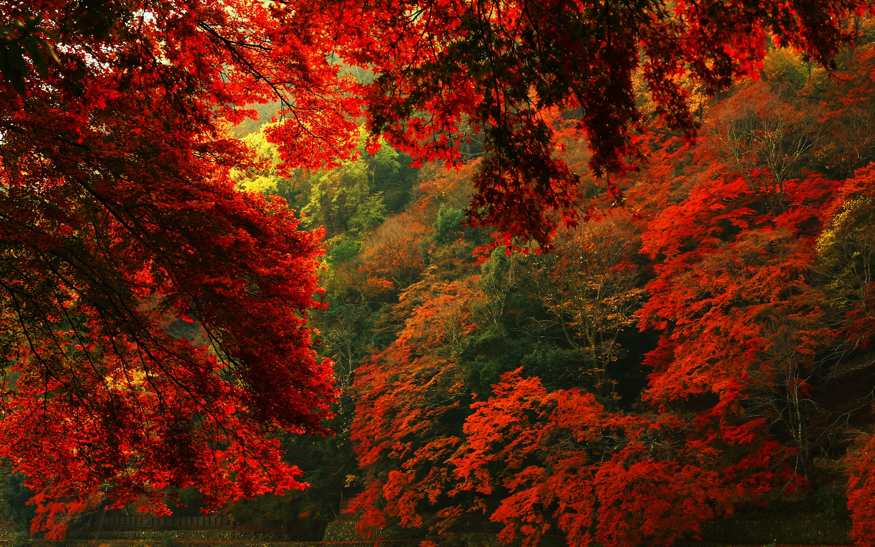 Red autumn forest hd
