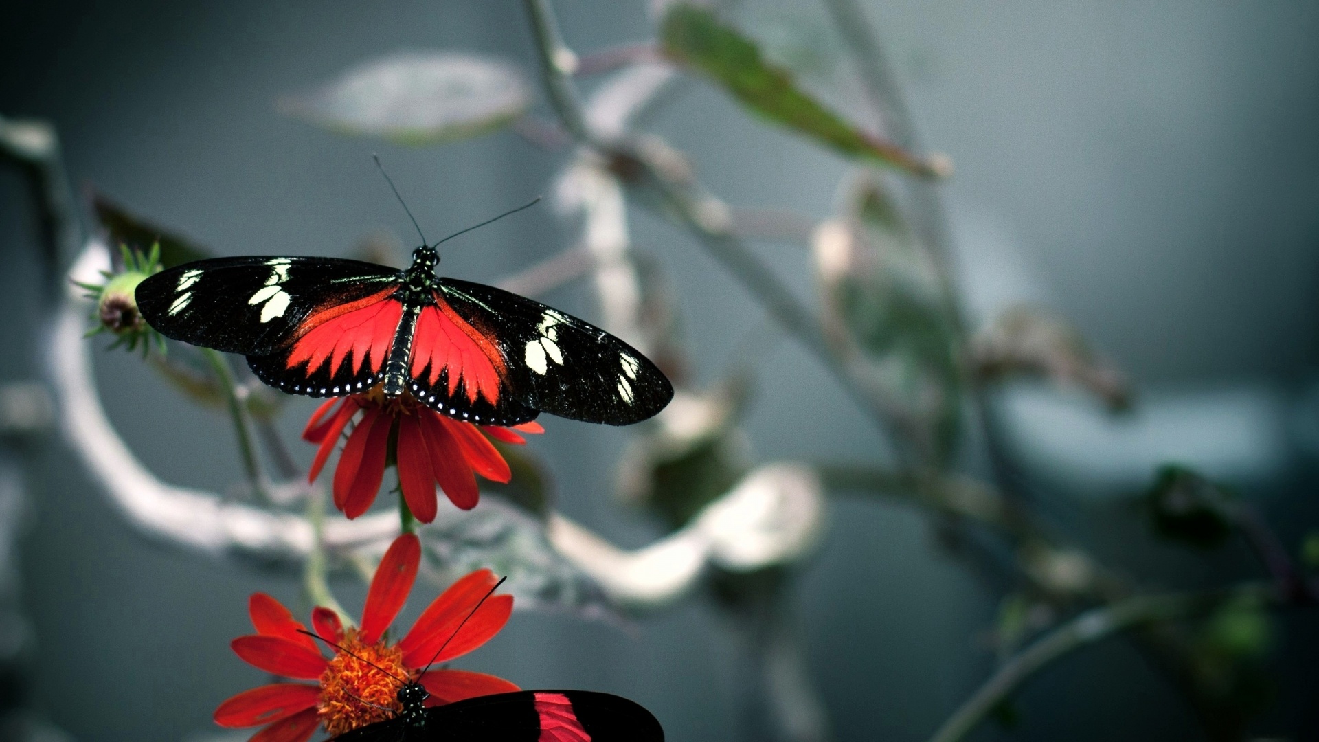 Red Black Butterfly