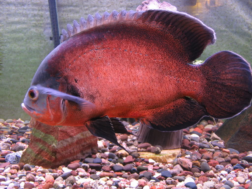 Red black Oscar Fish
