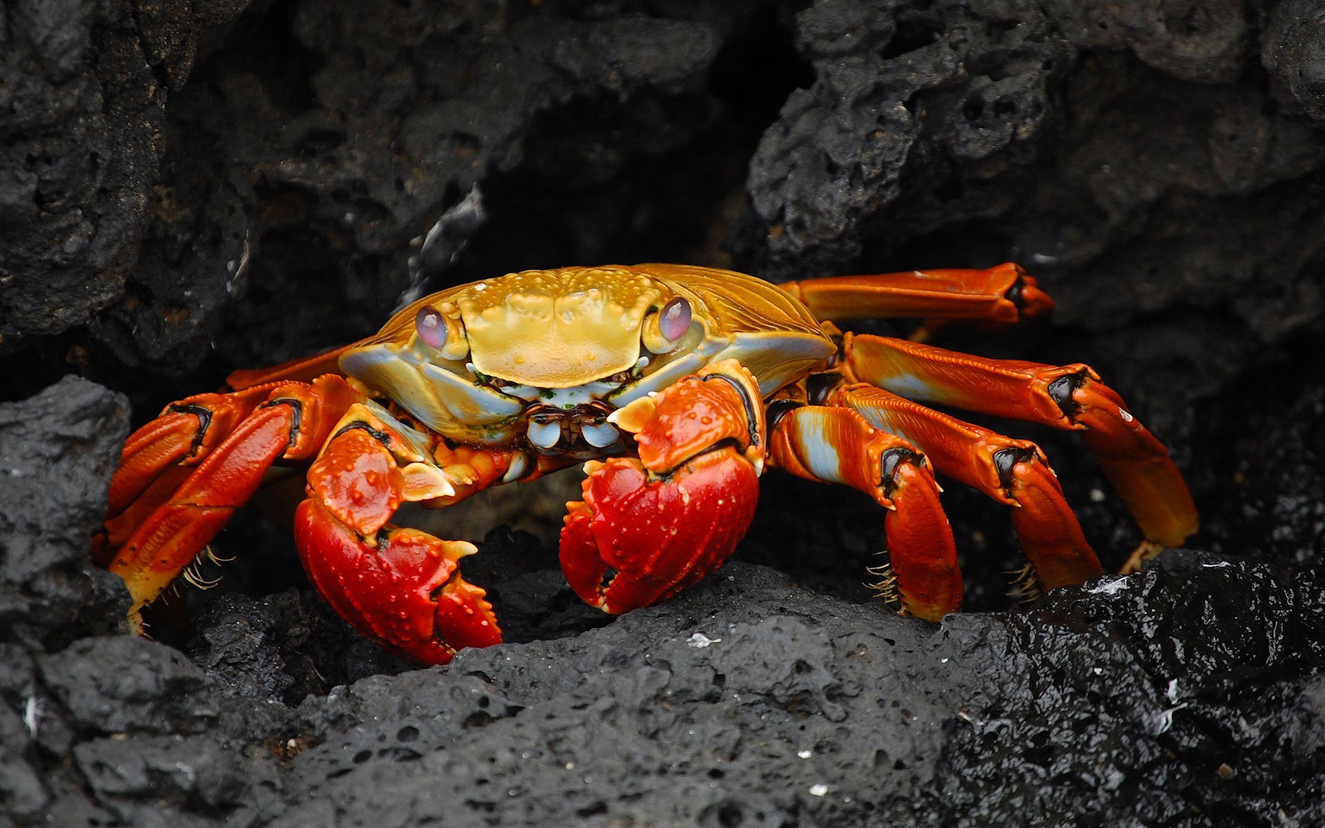 Red colored Crab