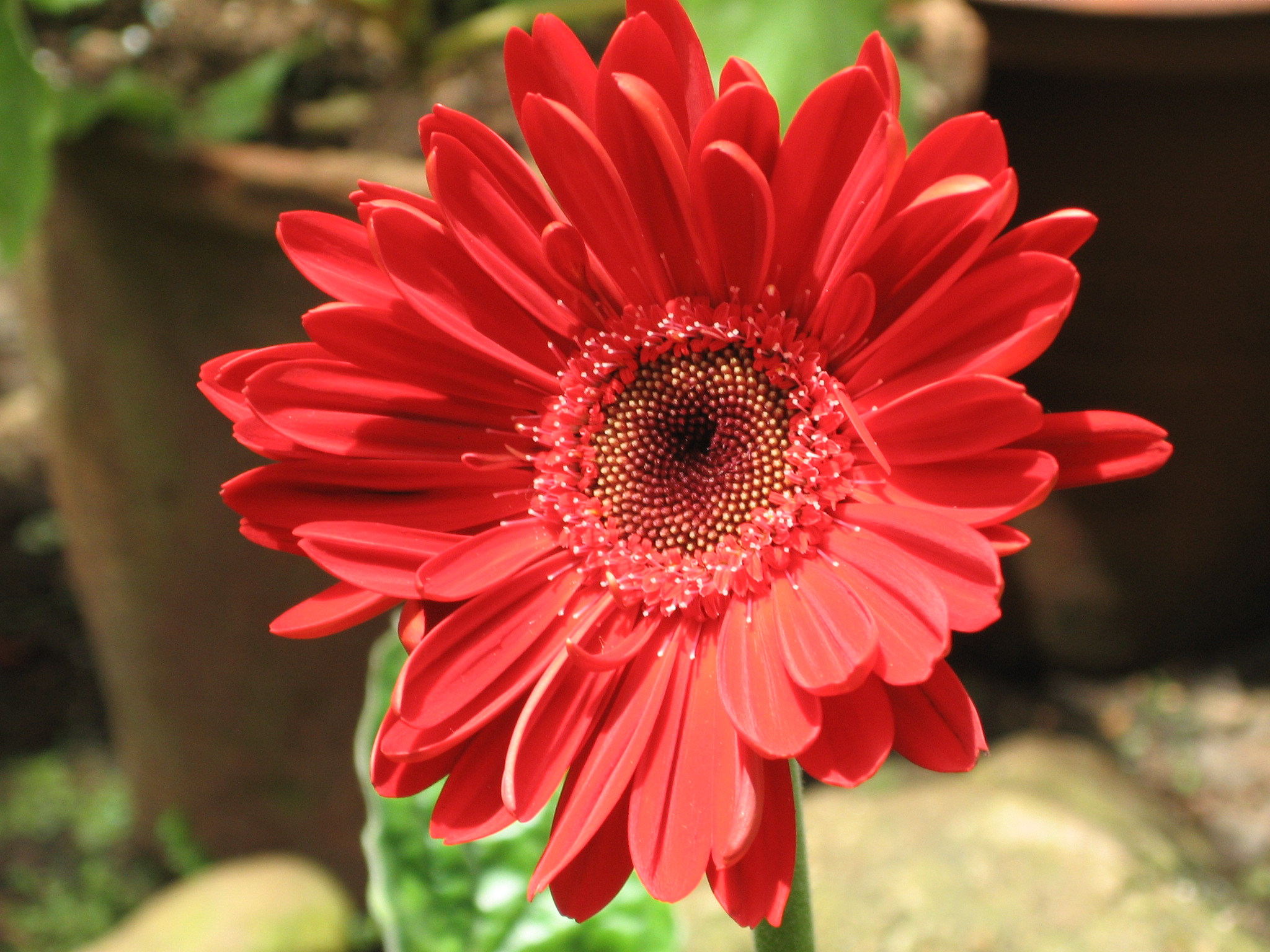 Red Flower Flower Names Flowers Red Flowers Red Flower Flower Names Flowers Red Flowers