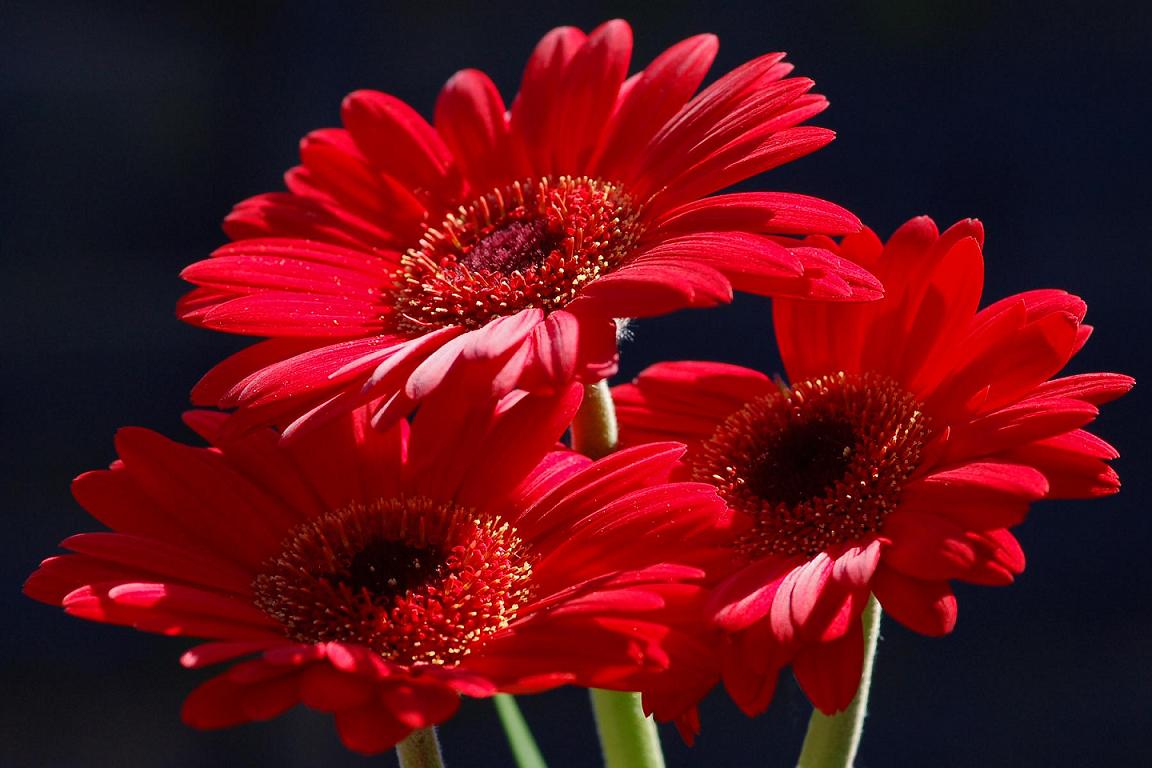 beautiful red flowers