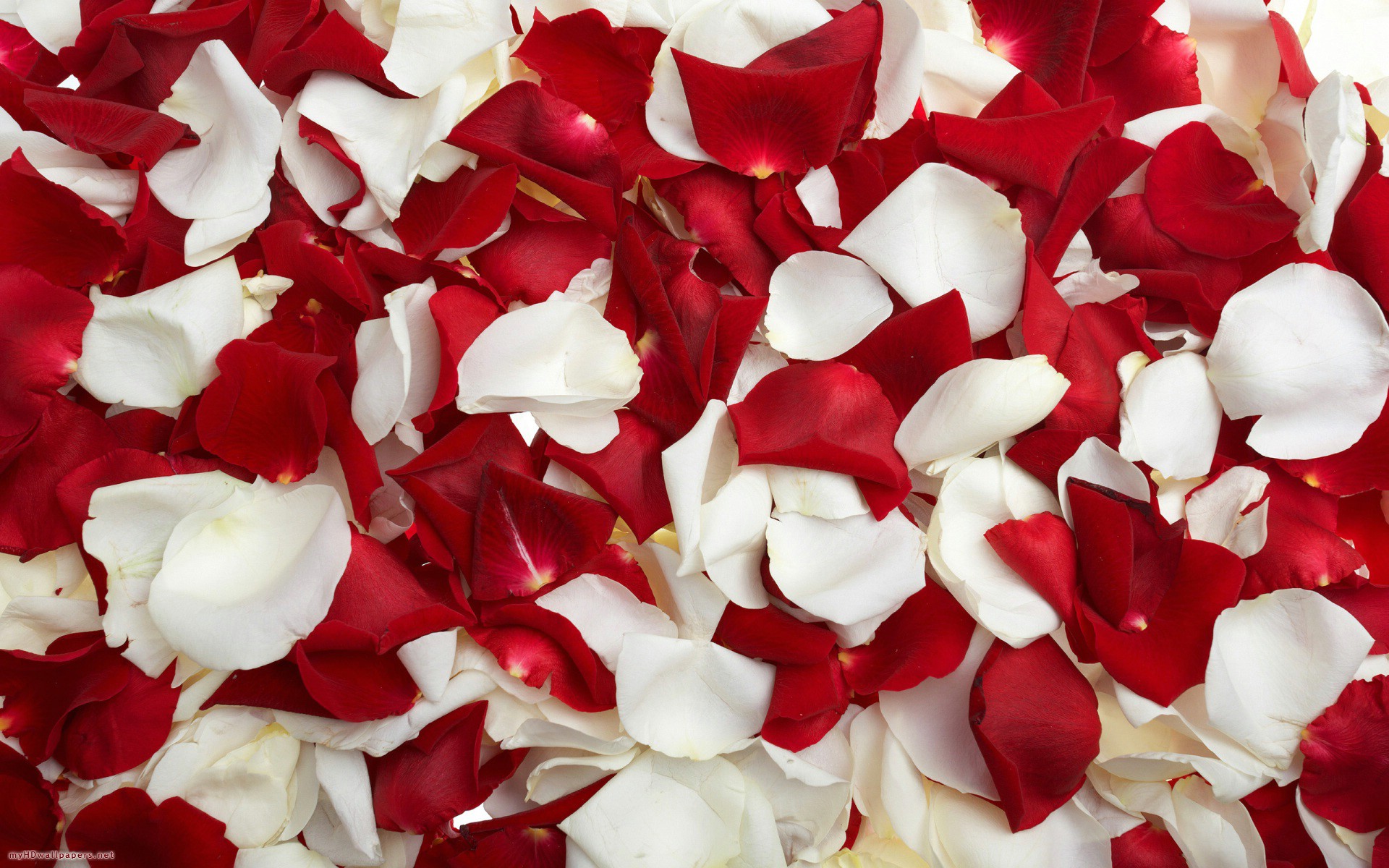 Red White Rose Petals