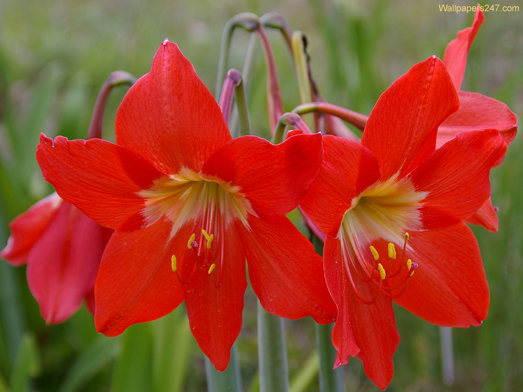 Red Lilies Flowers Wallpaper