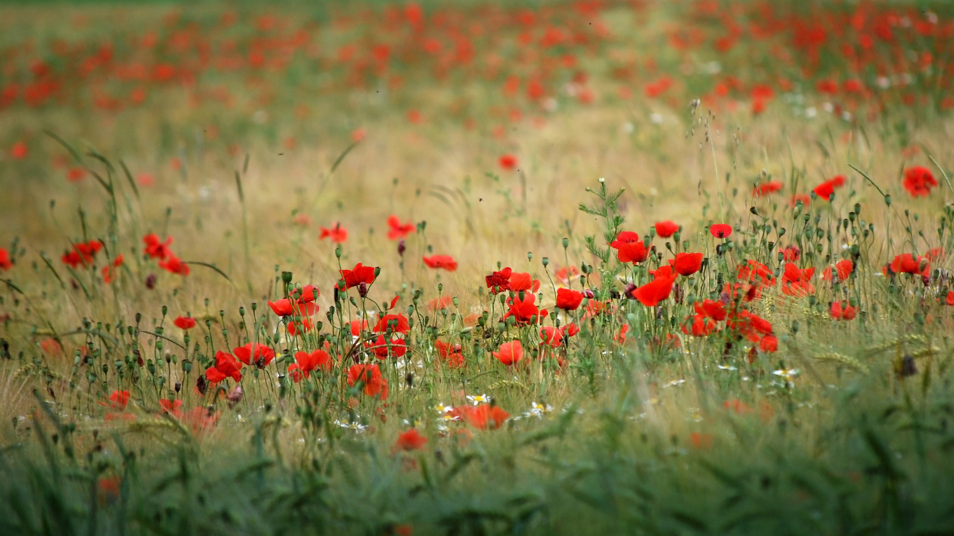 Red Flowers Hd Wallpaper 1920x1080px