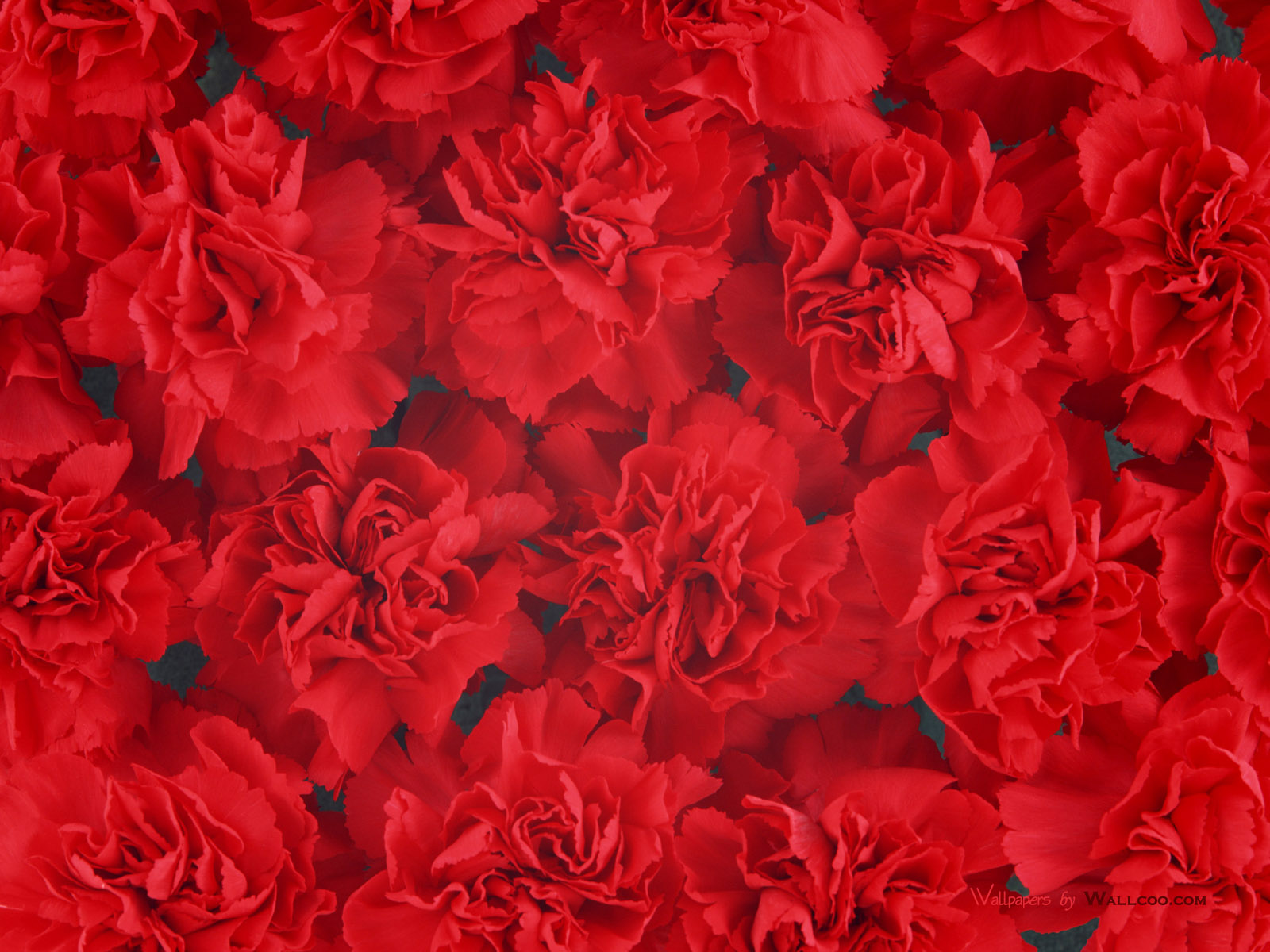 Dense Red Carnation Flowers Background Wallpapers Hd 1600x1200px