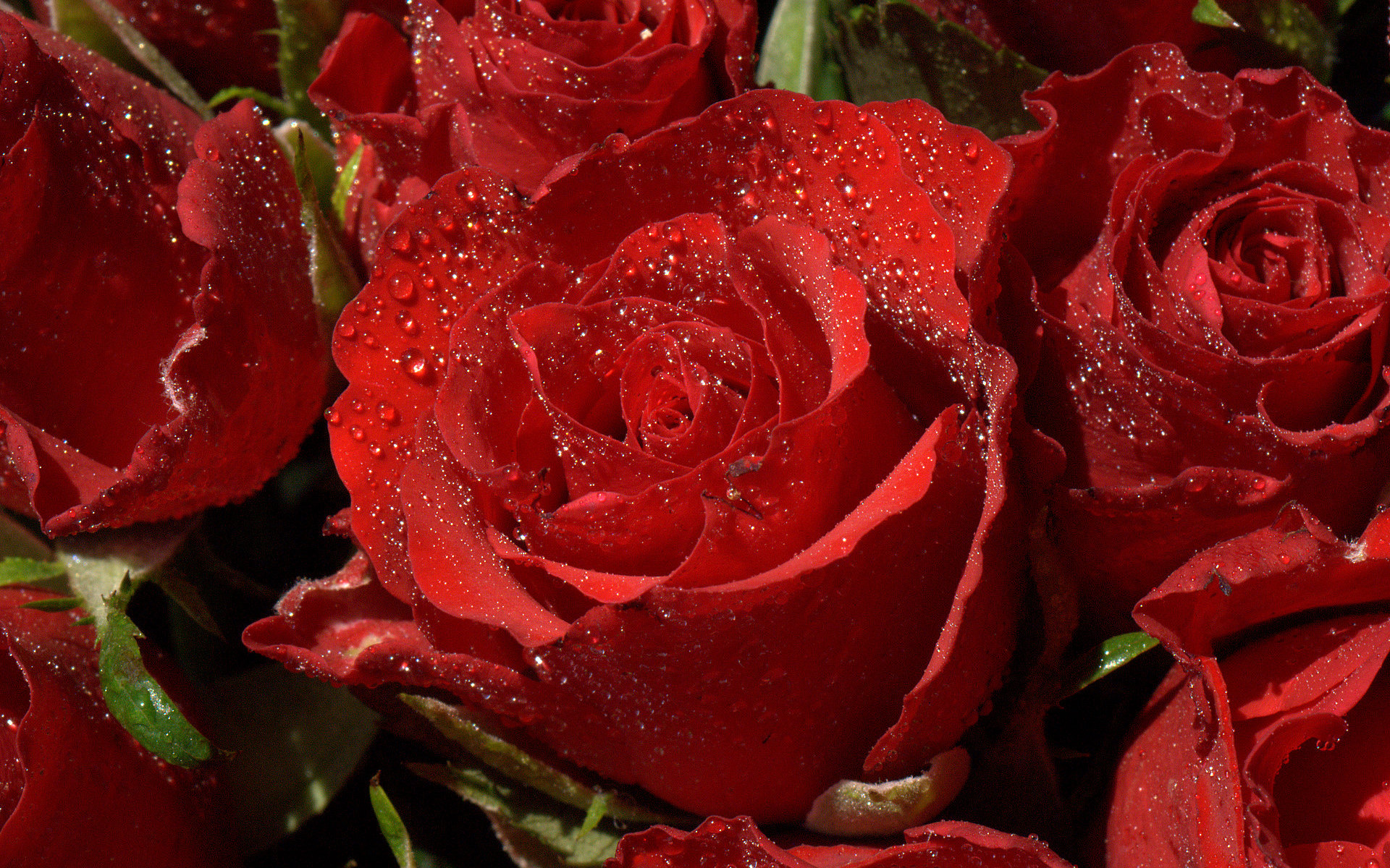 water drops red flowers hd wallpapers rose cool images background
