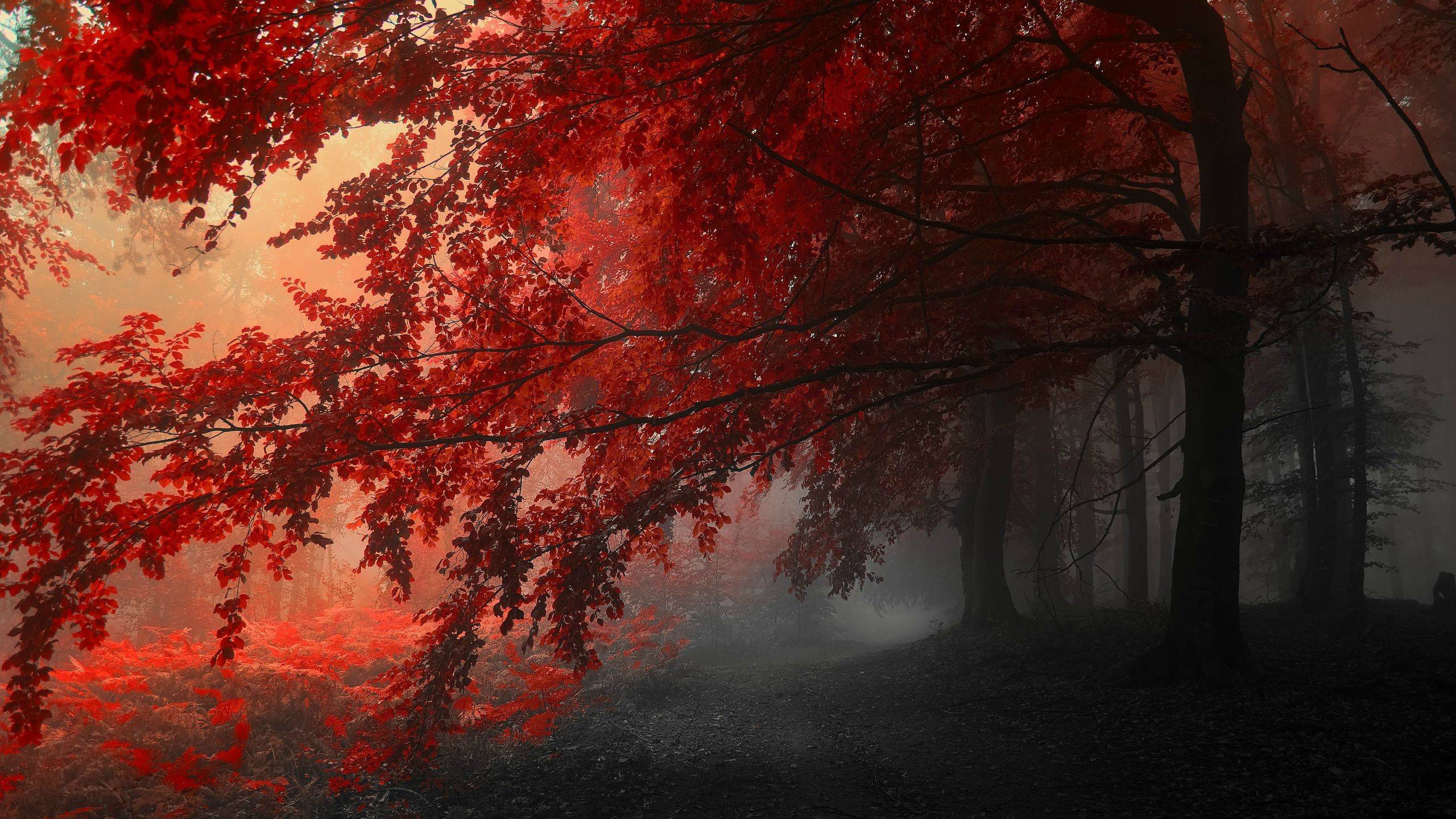 Red Forest ...