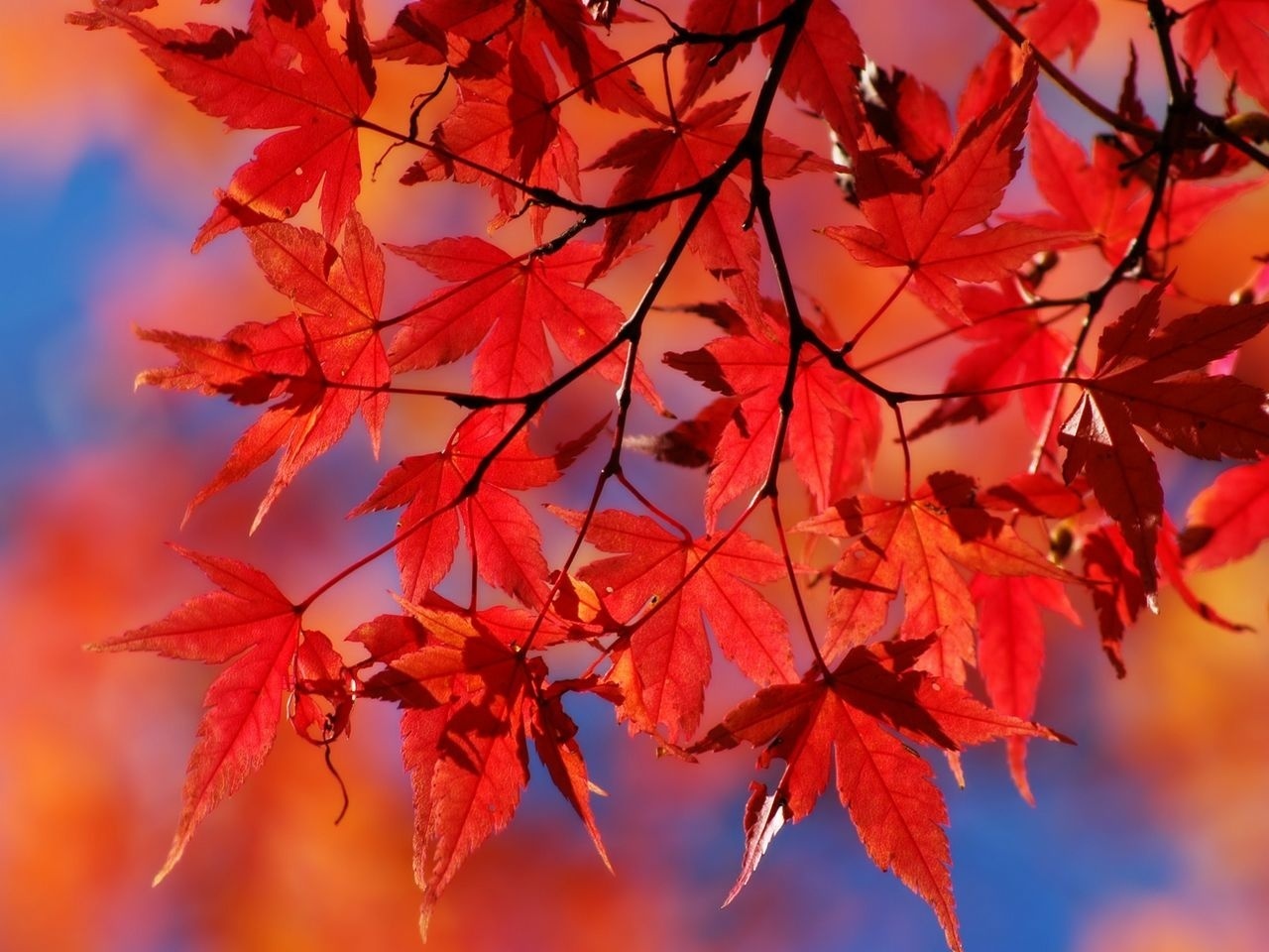 Red Red leaves