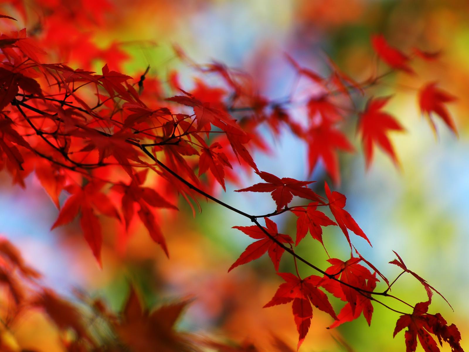 Red Leaves Background 16379