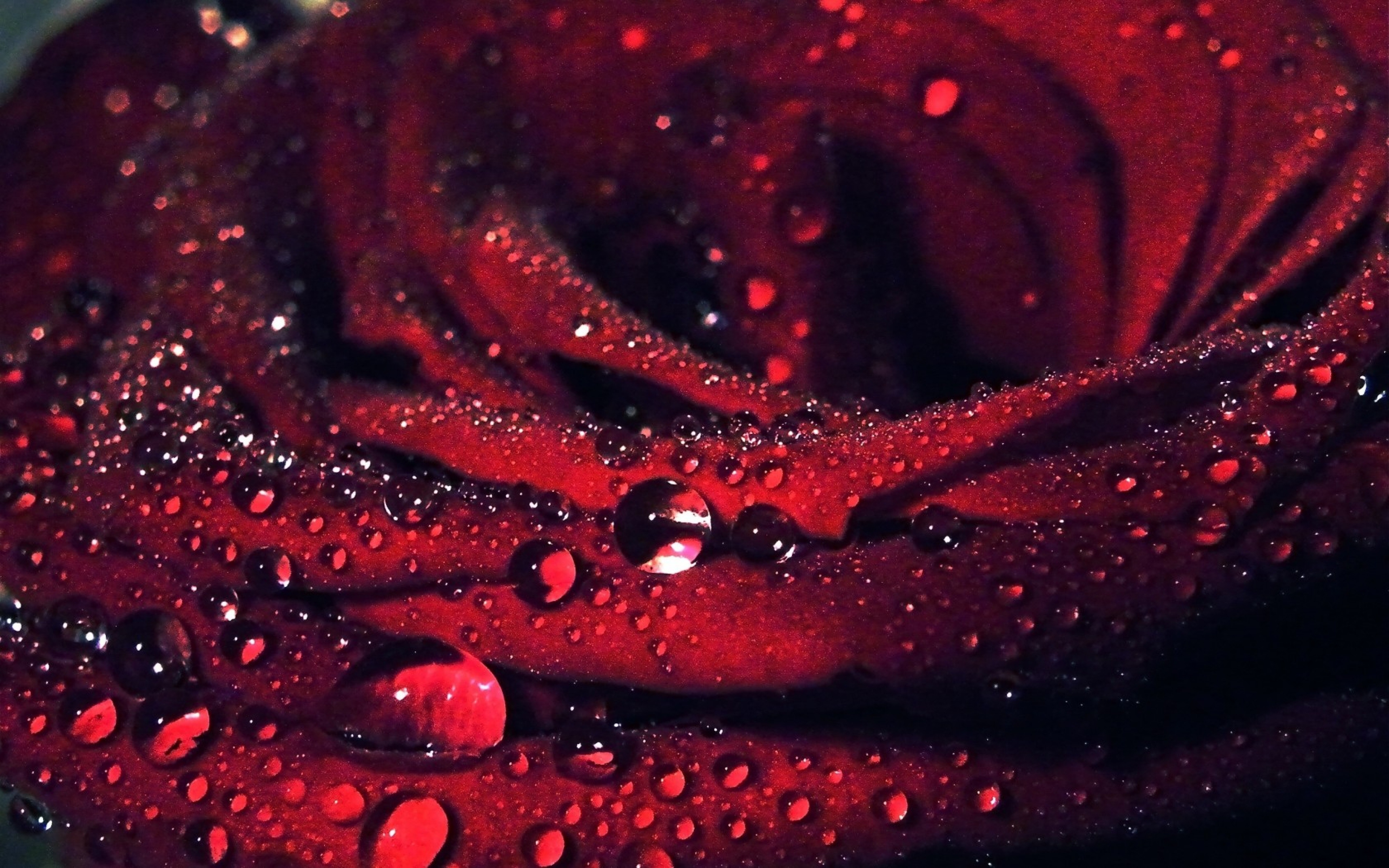 3840x2400 Wallpaper flower, rose, red, macro, petals, dew drops