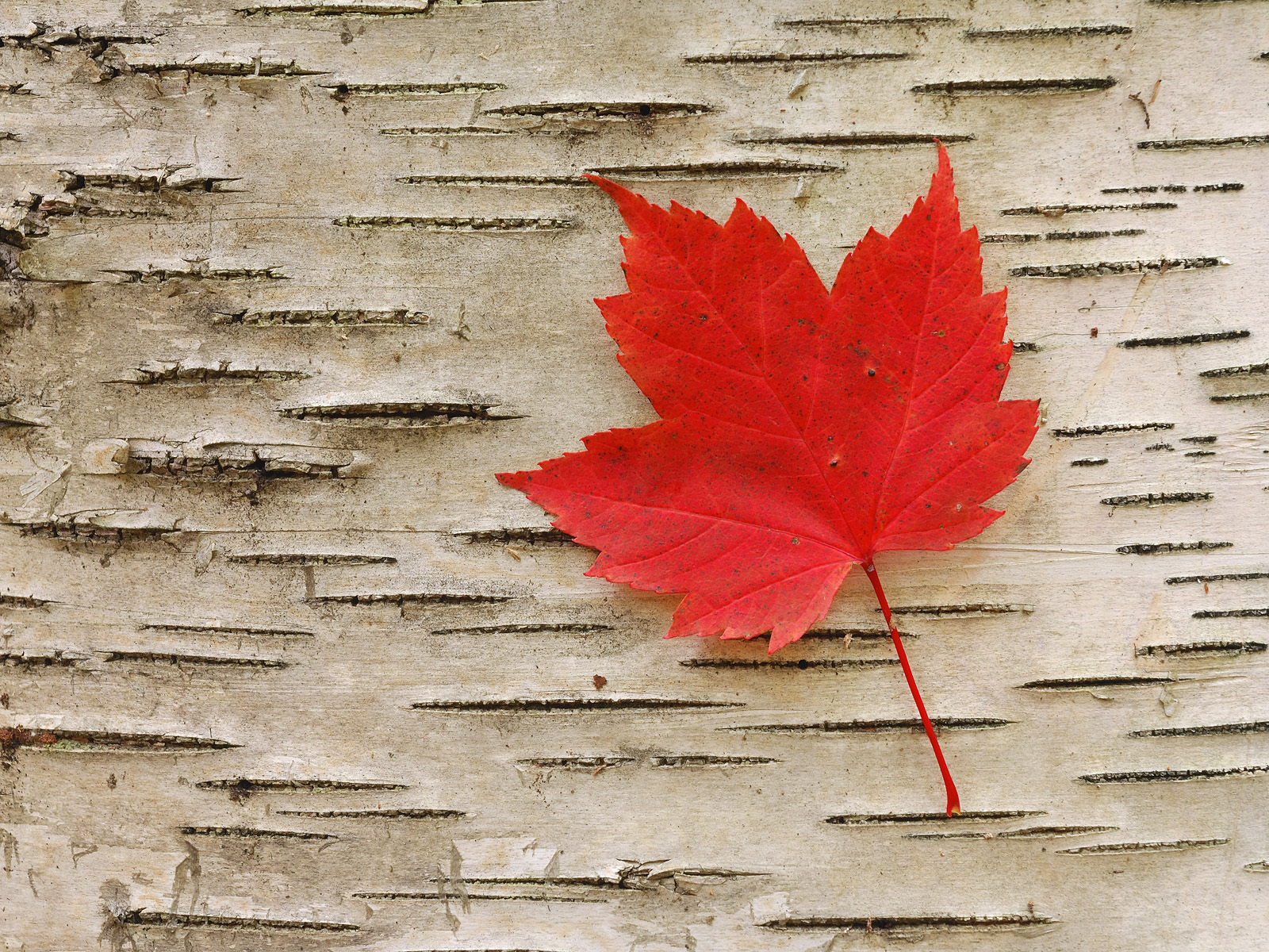 Red Maple Leave