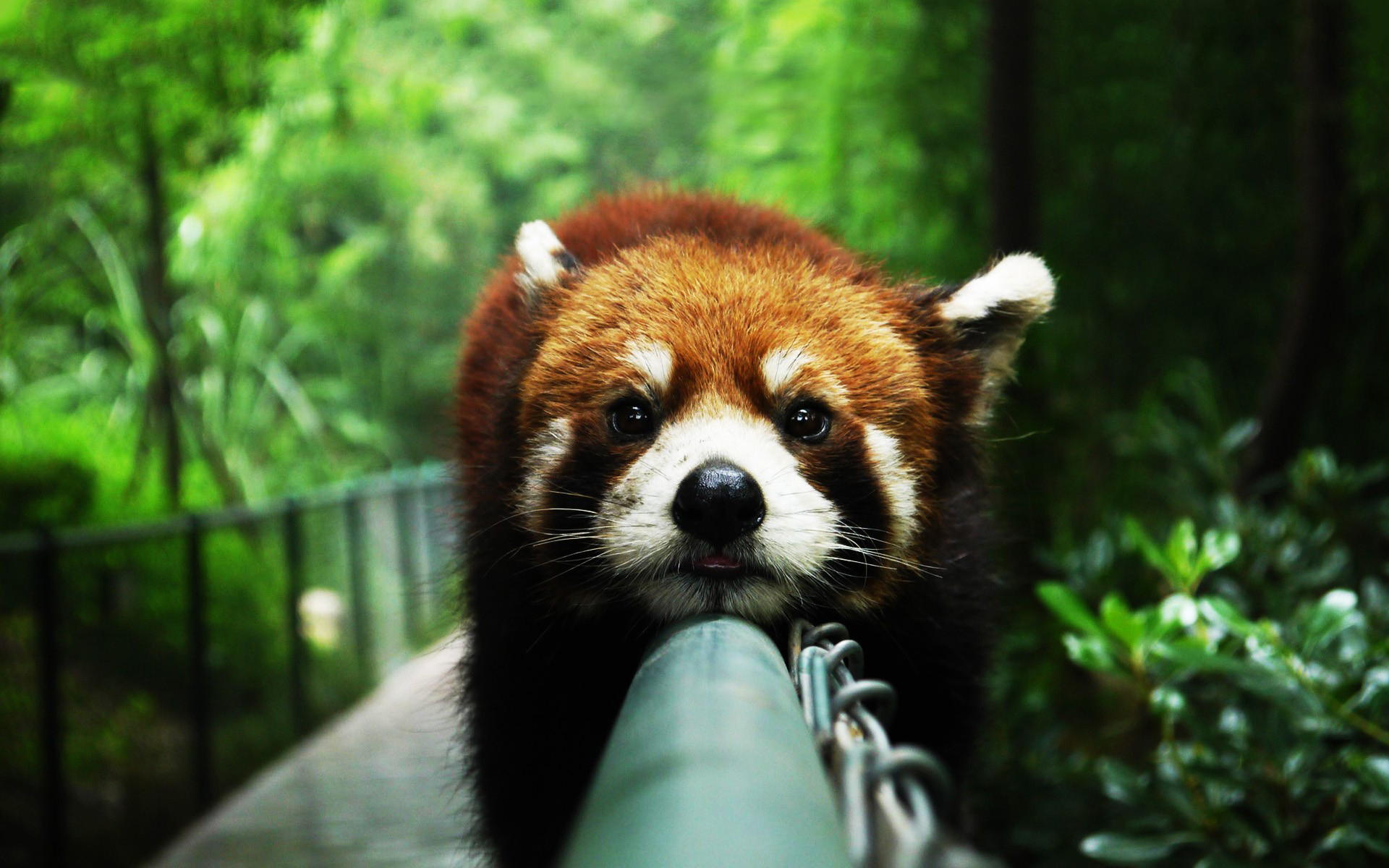 Red panda chill