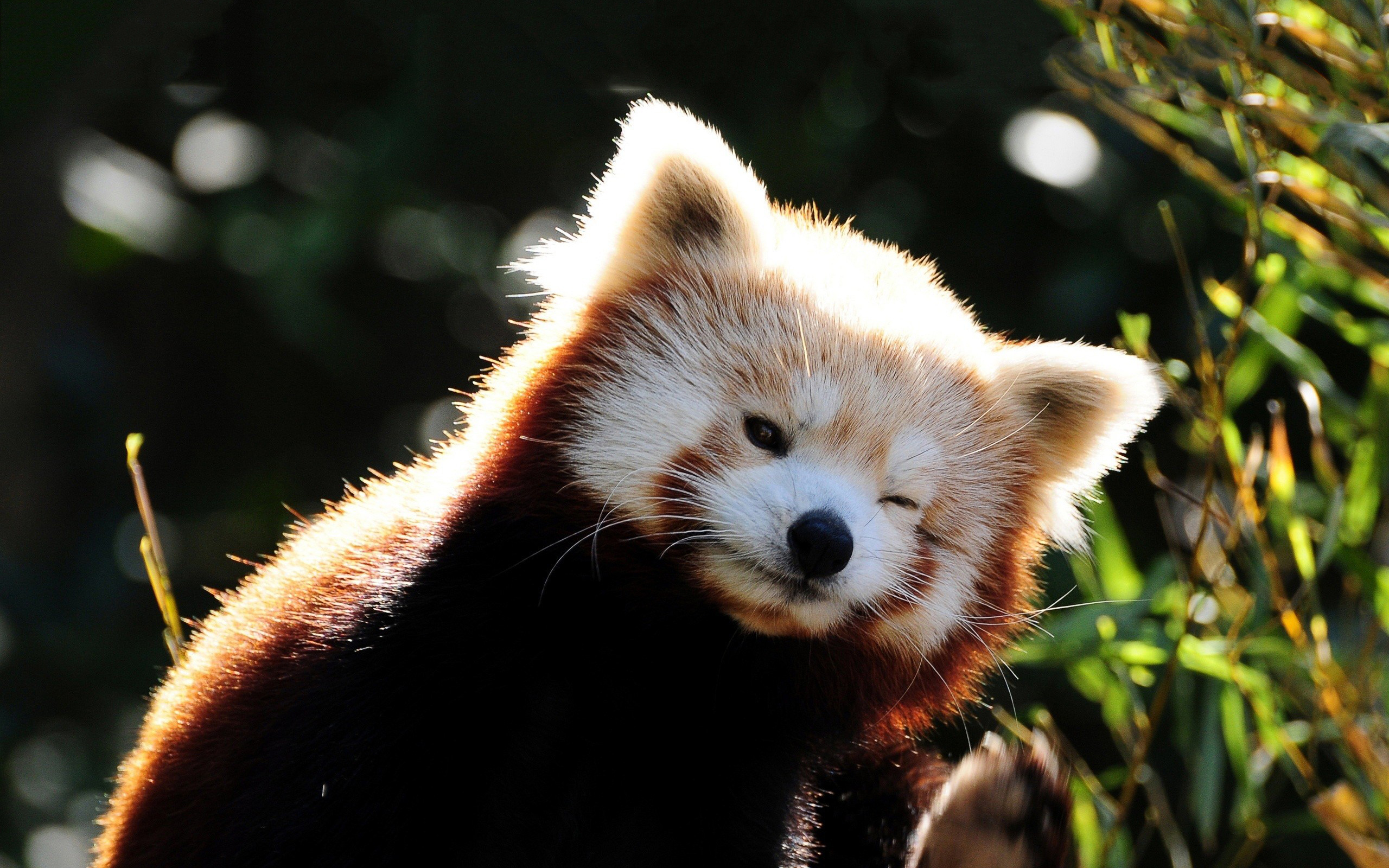 Red panda wink