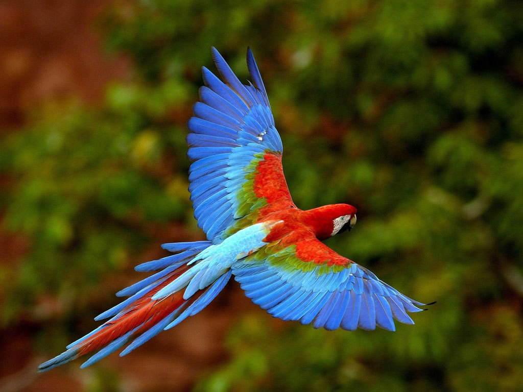 Red-and-green Macaw - cats-parrots-and-butterflies Wallpaper