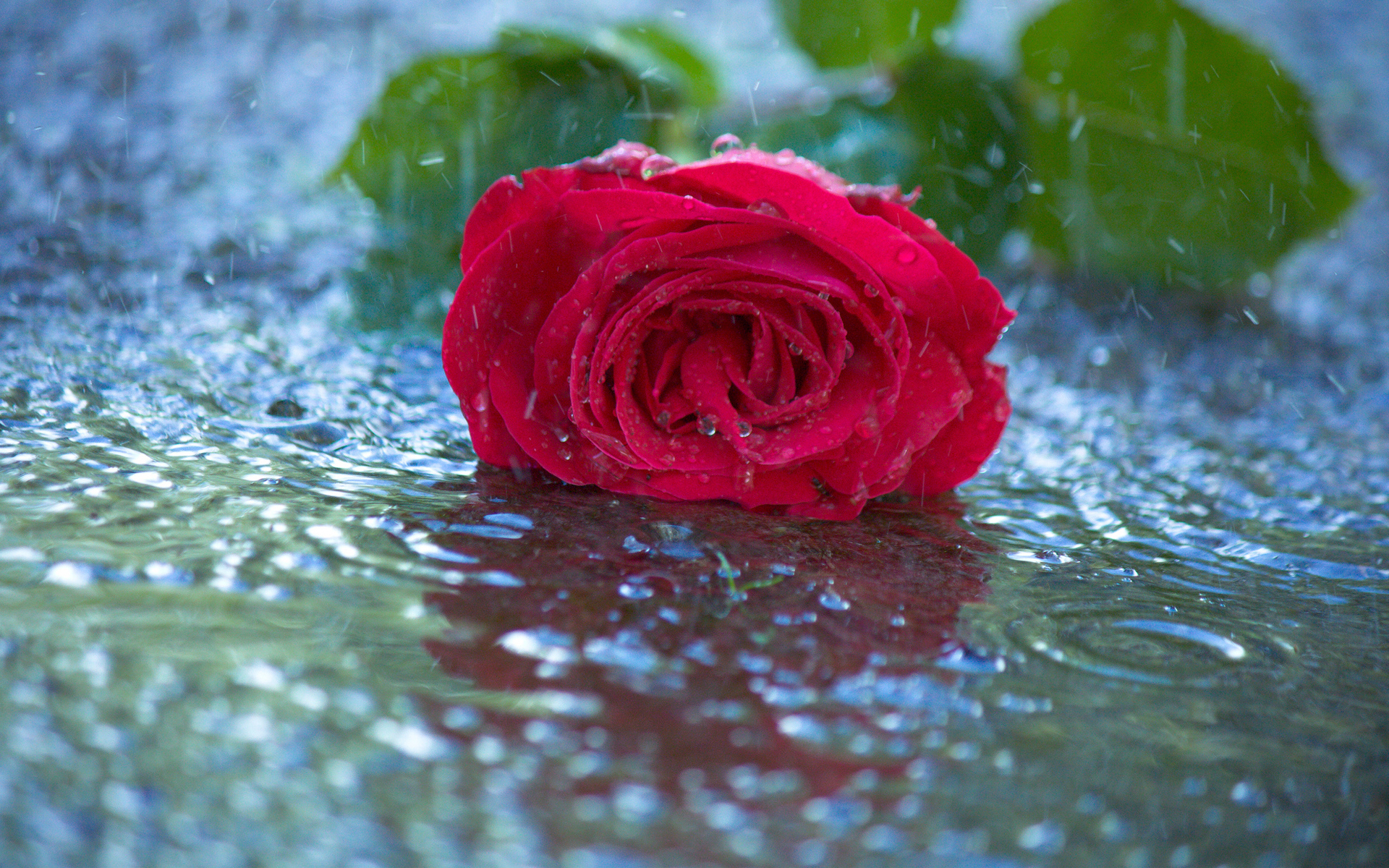 Red rose in rain