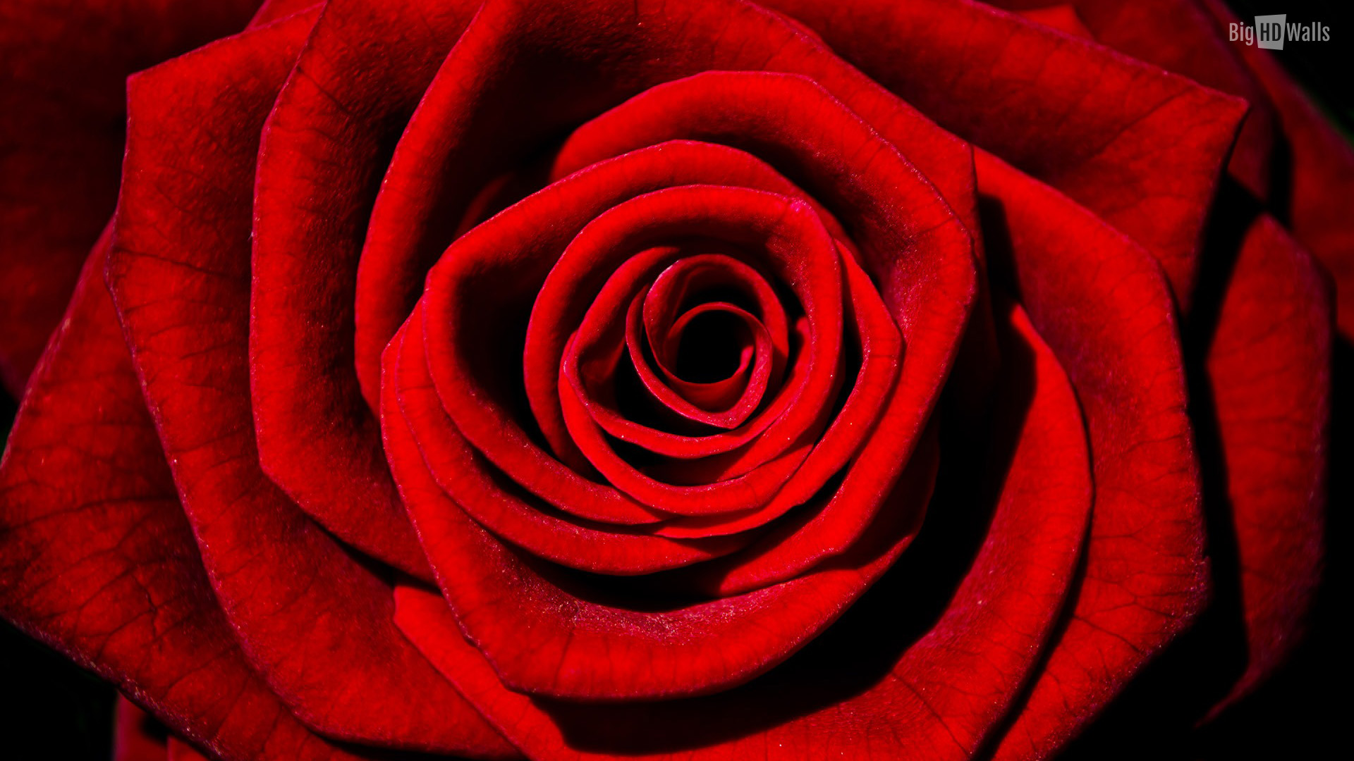 red-rose-closeup-hd-wallpaper008