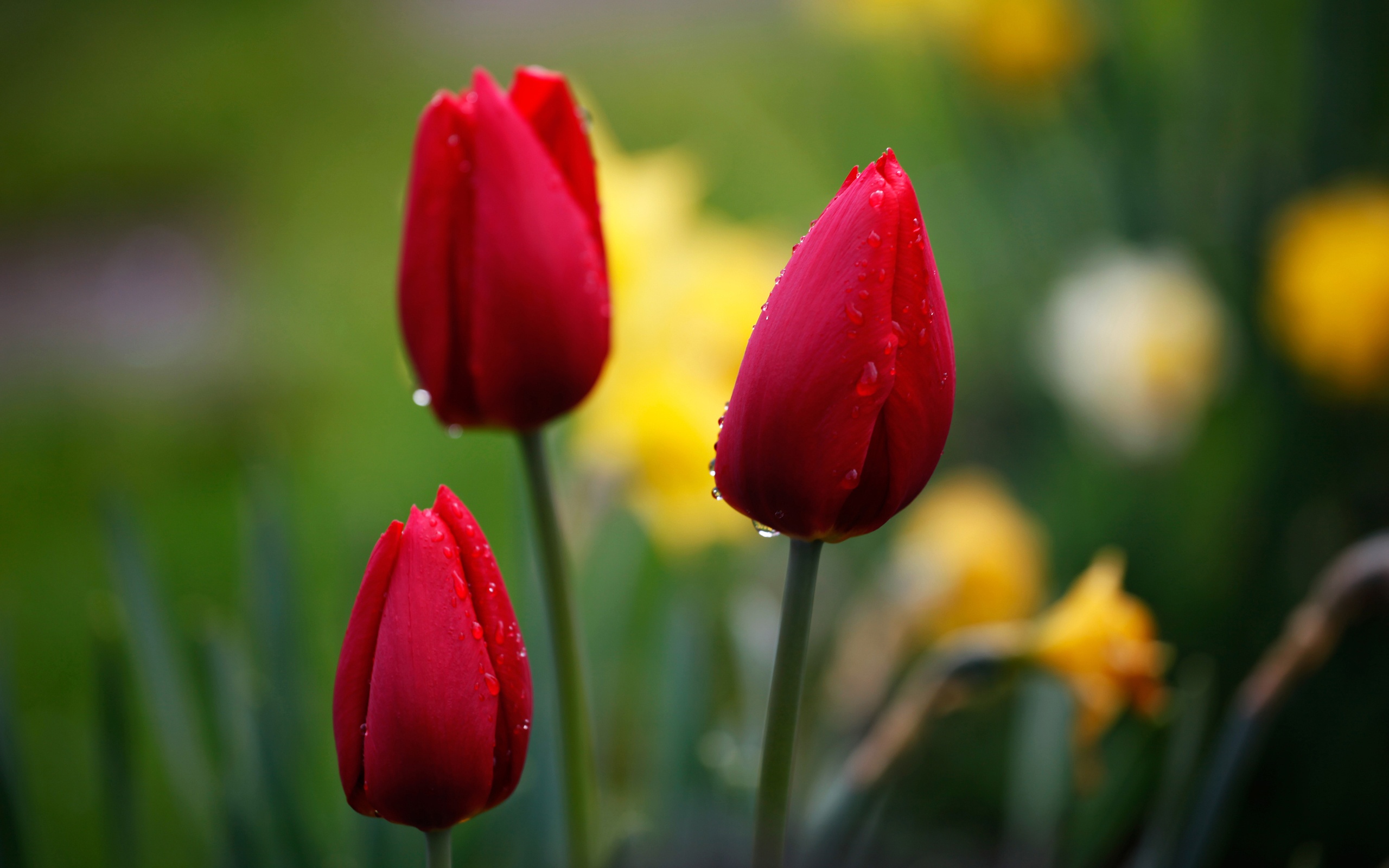 Red tulips, flower bud, water drops wallpaper 2560x1600.