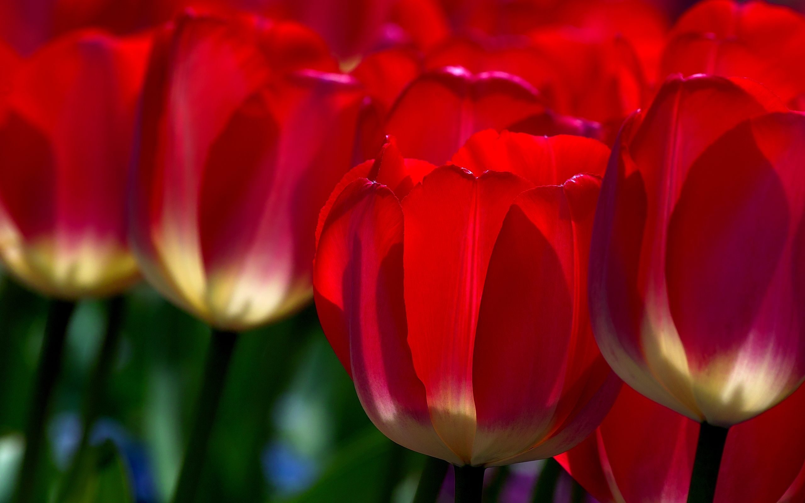 Red Tulips 12642