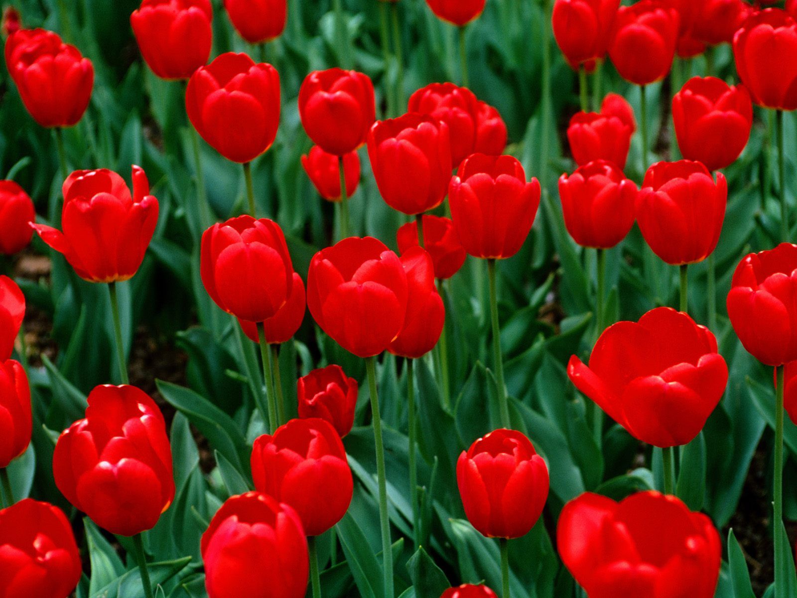 Red tulips Free Wallpaper Desktop 8993 High Resolution