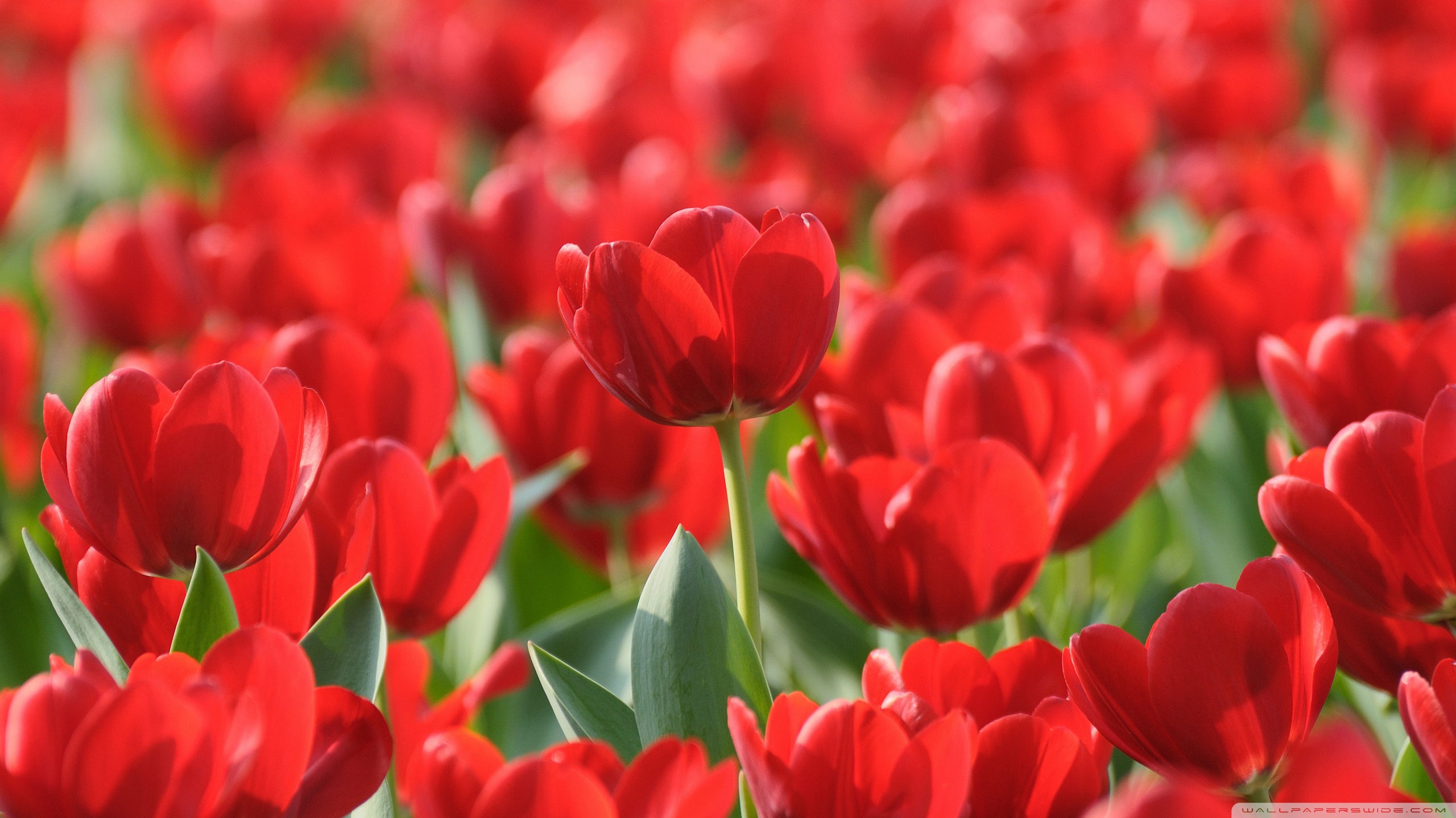 Red tulips field hd