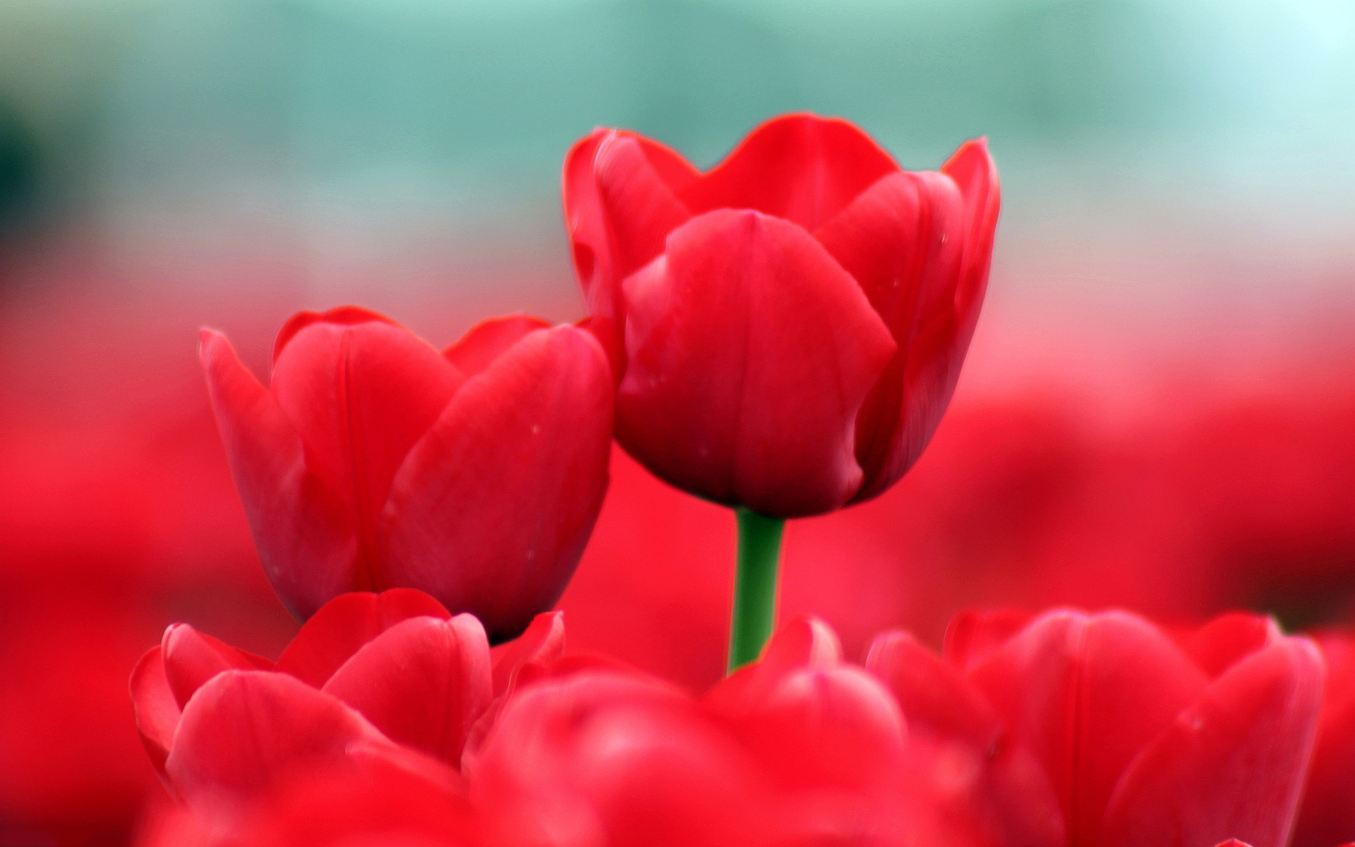 Summer red tulips