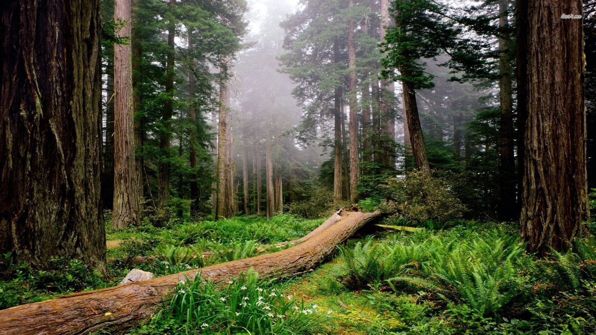 Redwood Forest Wallpaper 39 HD Image