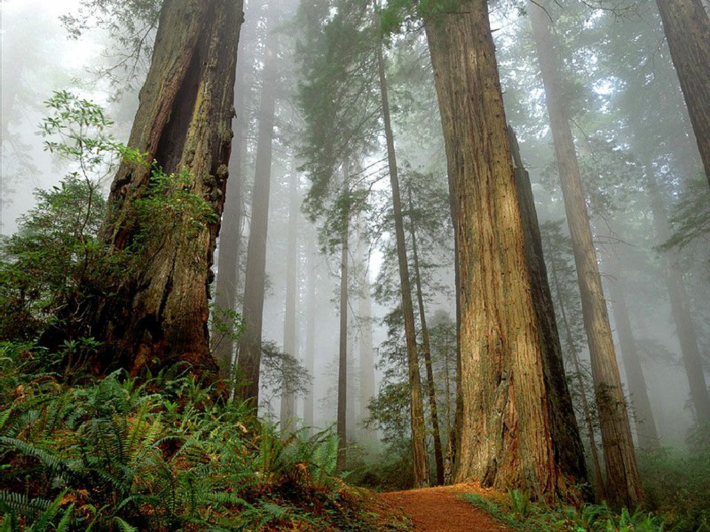 Trees Woodland And Forests Californian Redwood