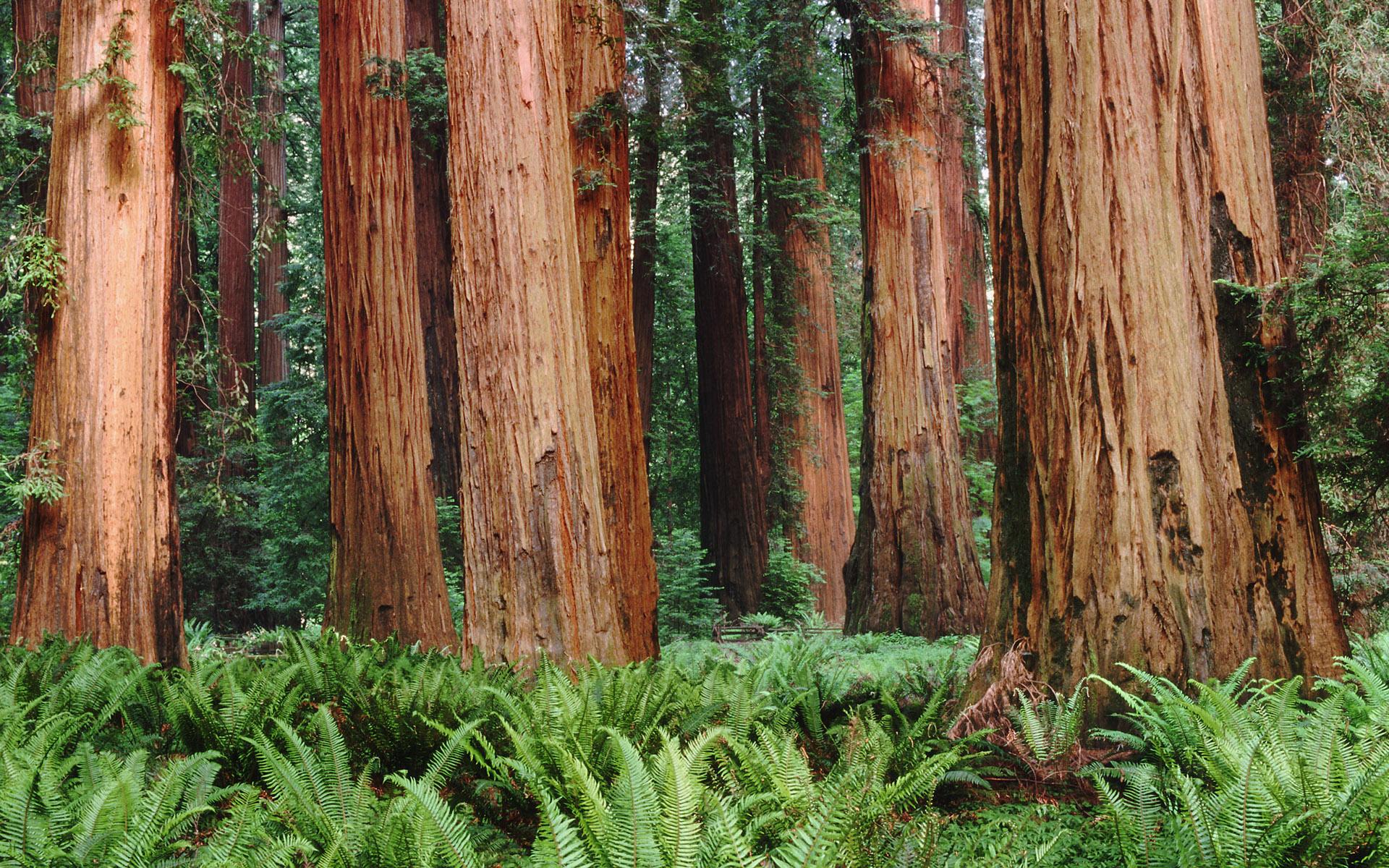 Redwood Forest Wallpaper 18 HD Image