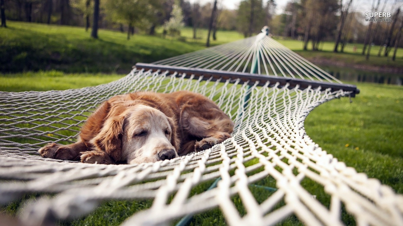 Dog resting in a hammock wallpaper 1366x768