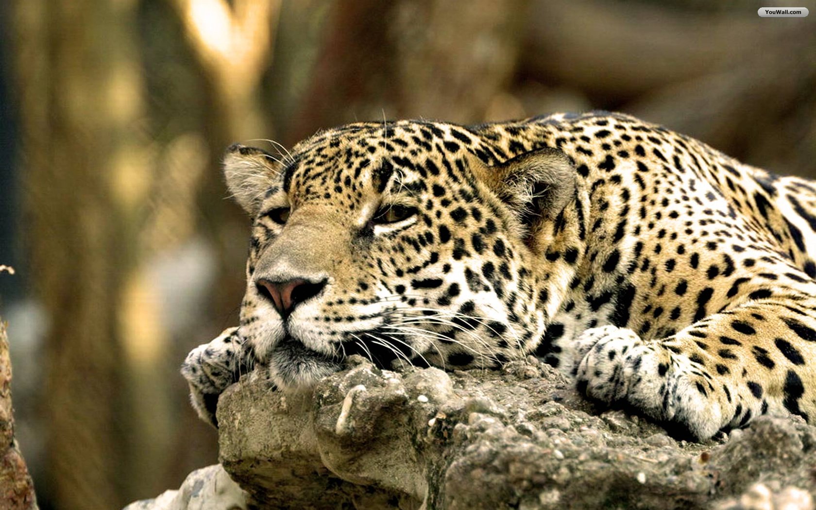 Resting Cougar Wallpaper