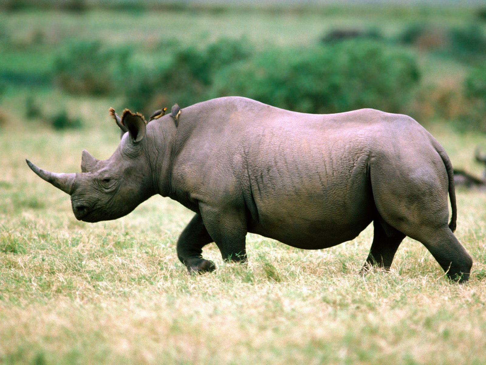Rhino- Photo#01