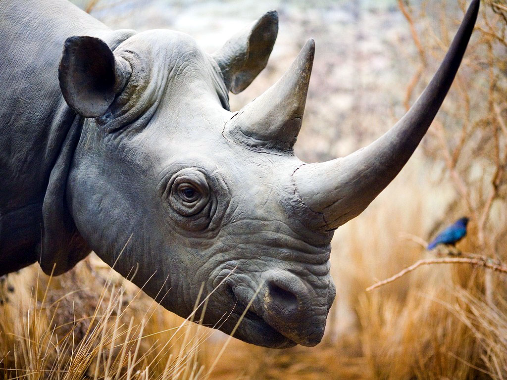 Rhino Wallpaper