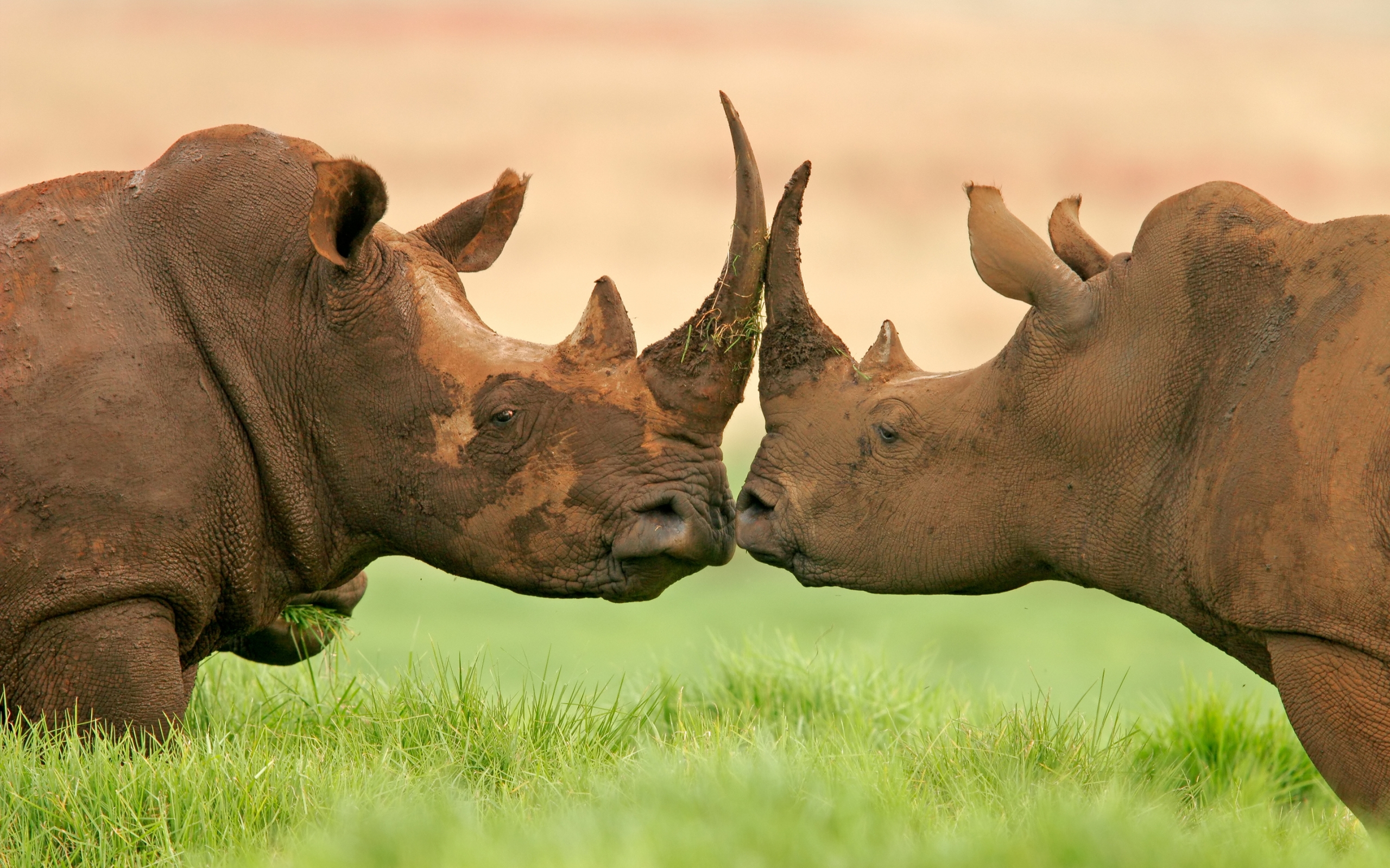 Animal - Rhino Wallpaper