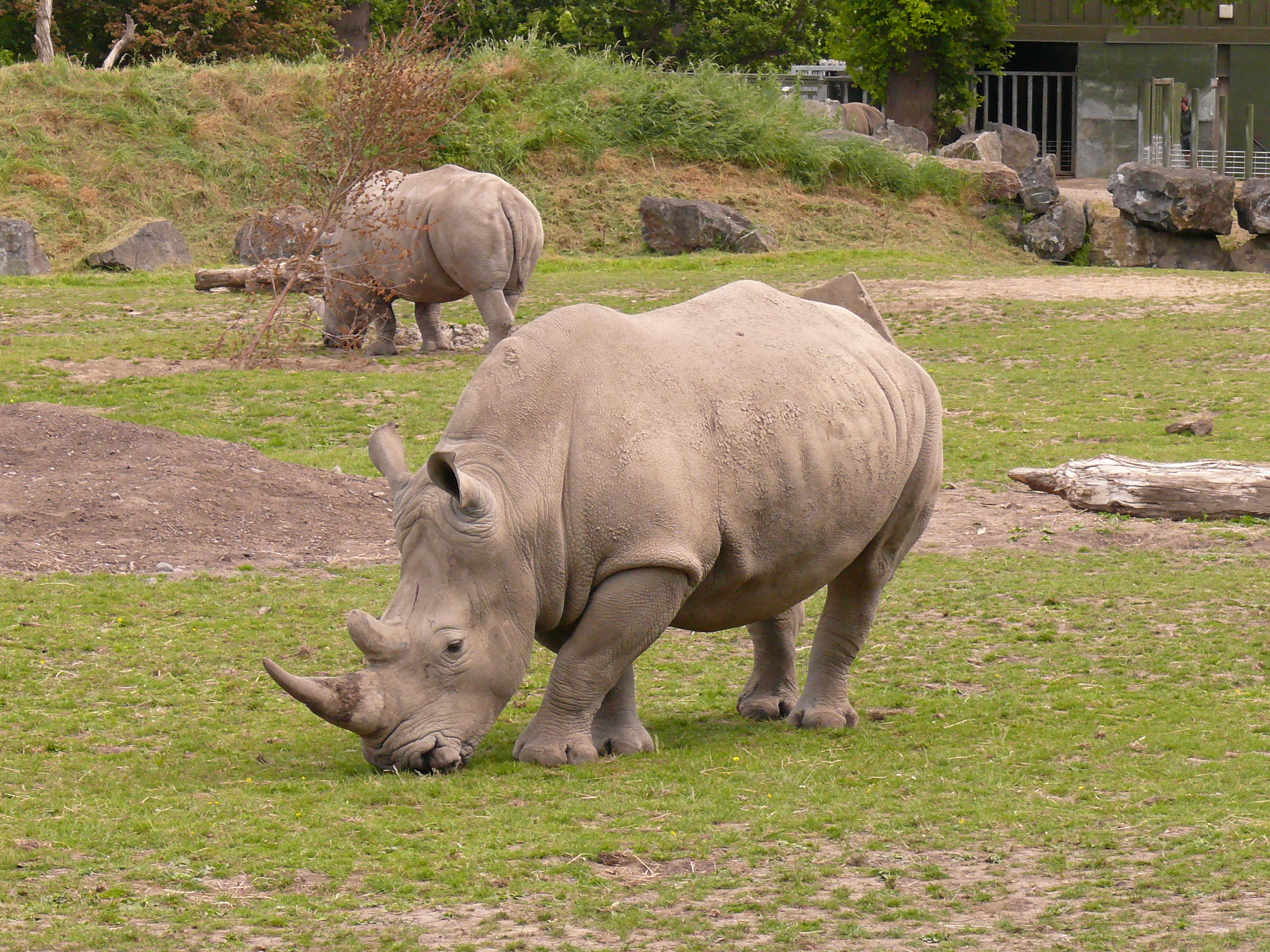 Rhino Zoo Wallpaper 2560x1920 14110 Rhino Zoo Wallpaper 2560x1920 14110
