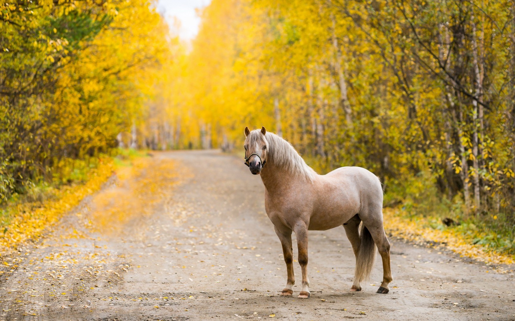 Road Horse Autumn