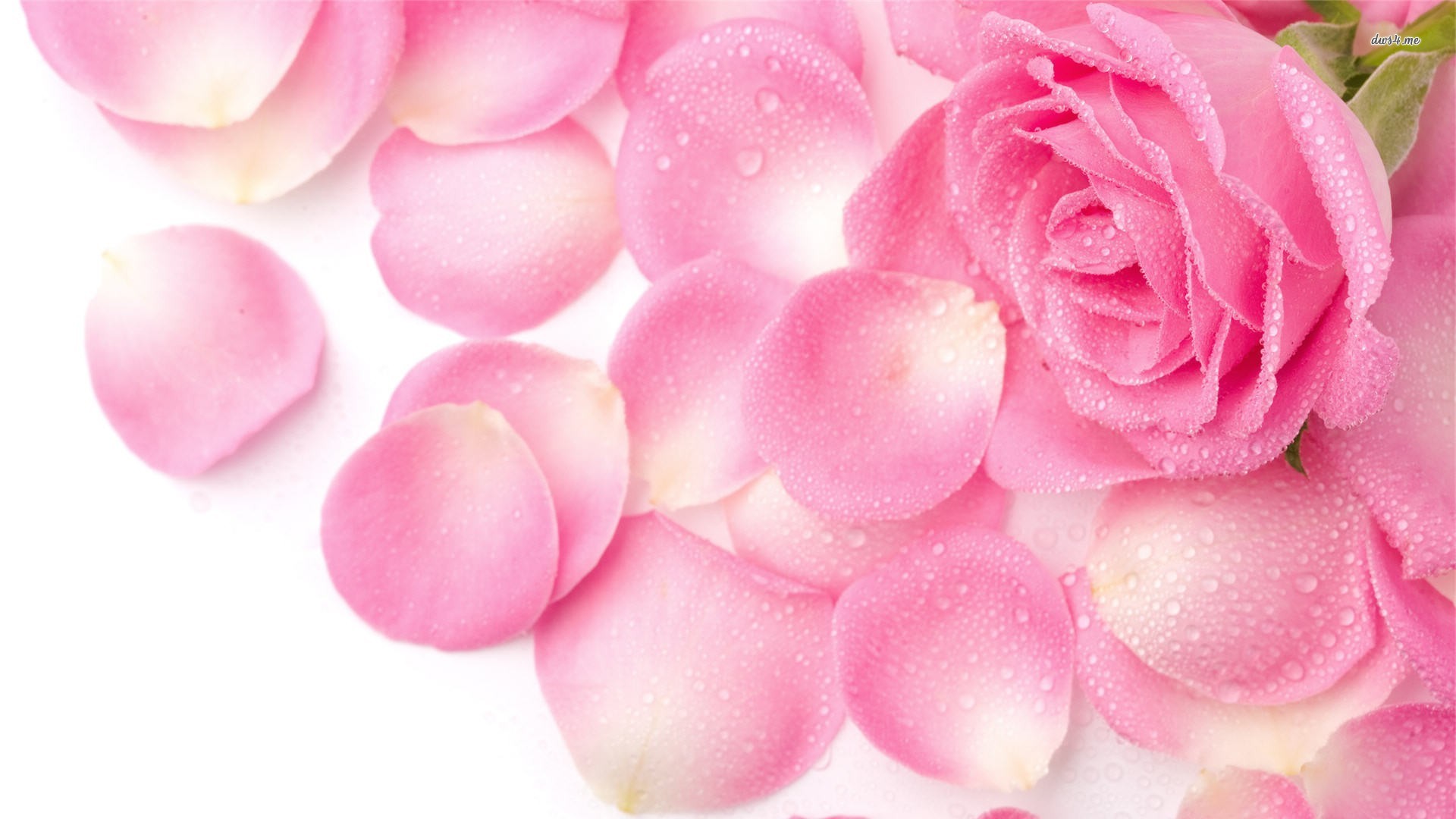 View and Download HD Wallpapers 1080p Pink Rose Petals ...