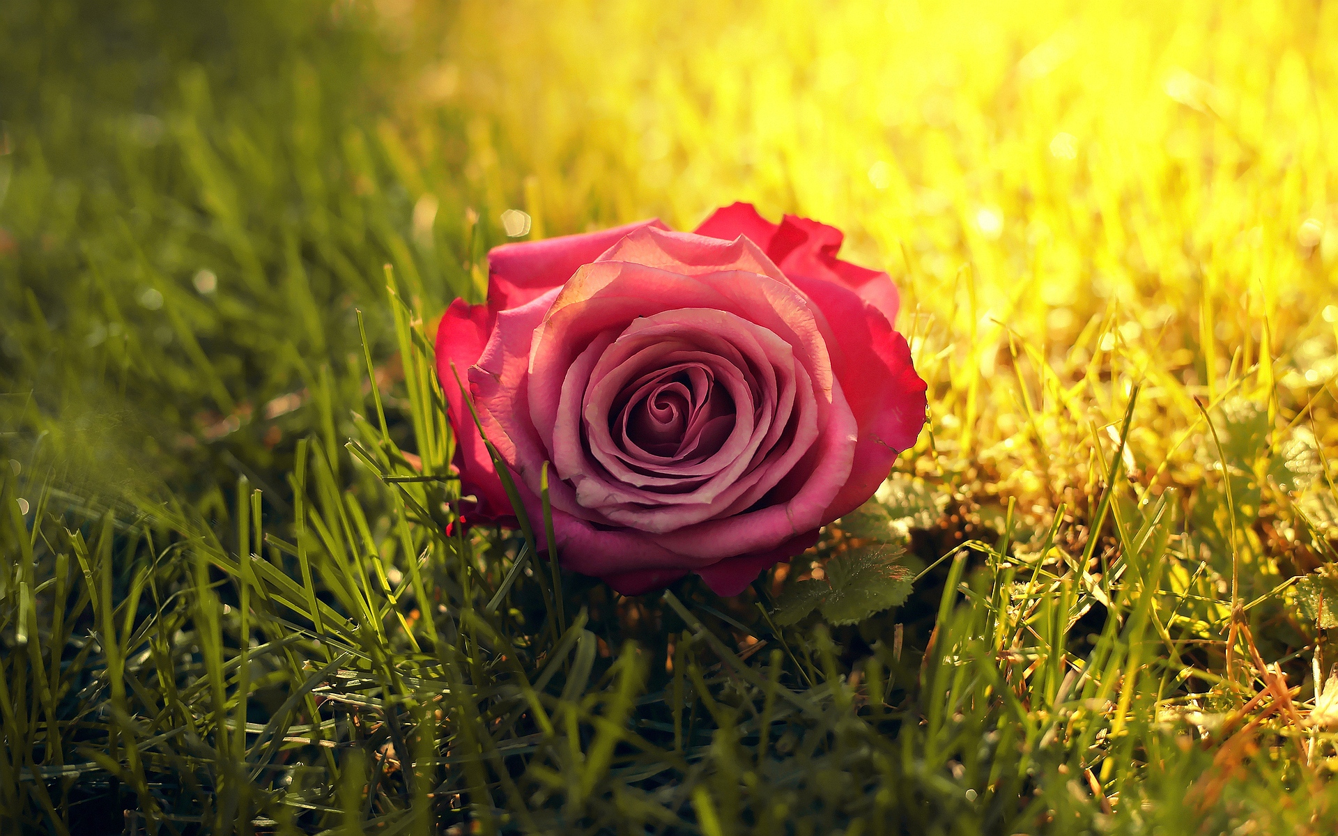 Rose Grass Sunbeam Wallpapers Pictures Photos Images. «
