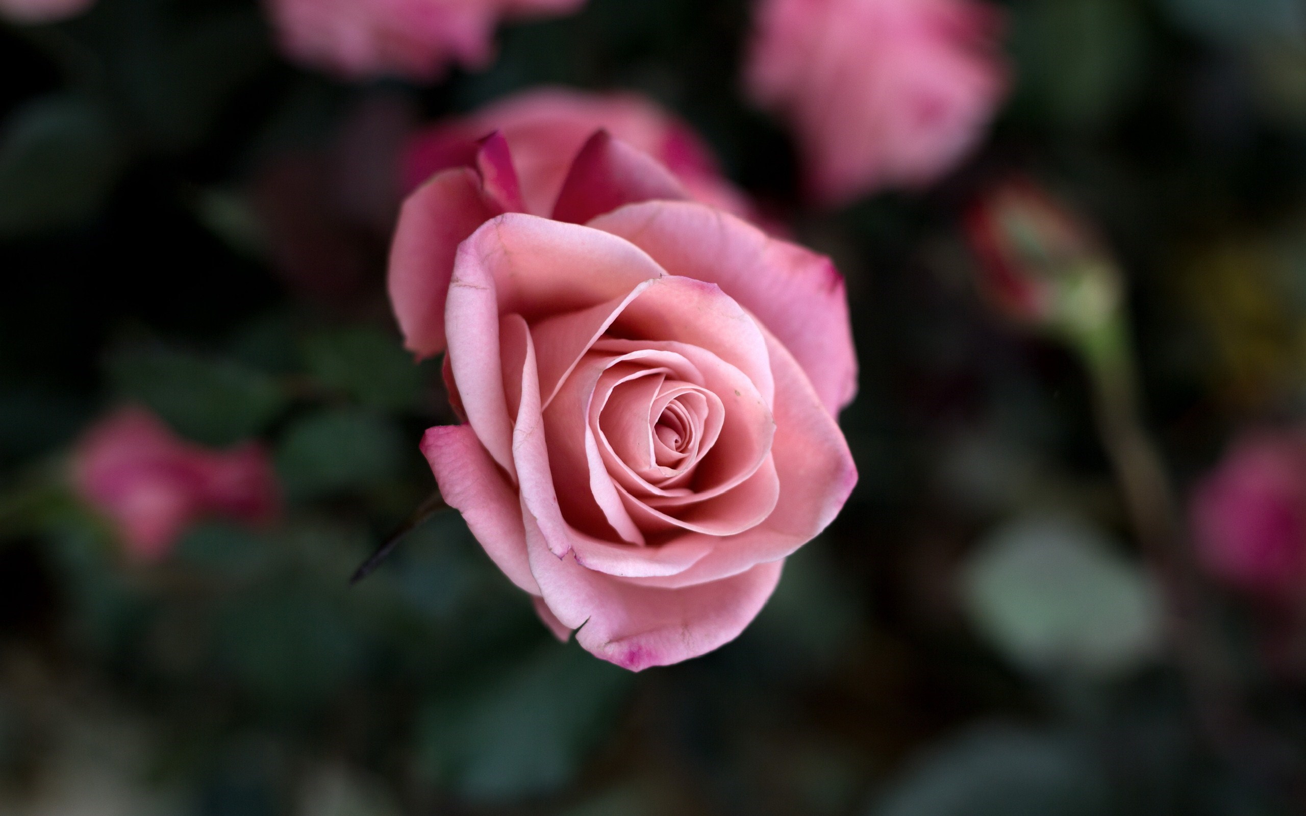 Rose Pink Flower Close-Up HD Wallpaper